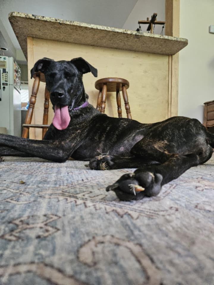 Enlarge Xena, an adopted mixed breed in Mount Pleasant, MI image 2/4