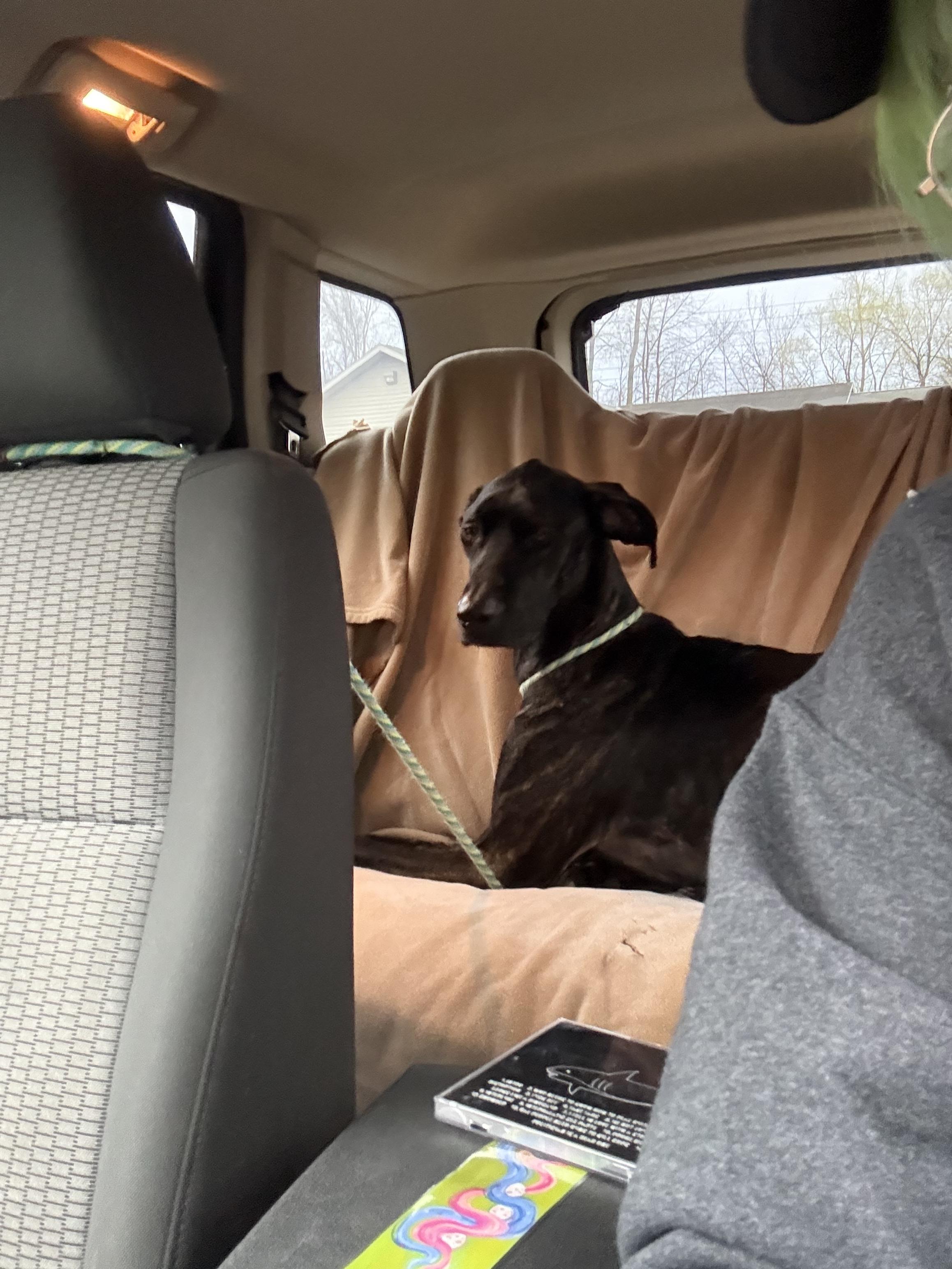 Enlarge Xena, an adopted mixed breed in Mount Pleasant, MI image 3/4