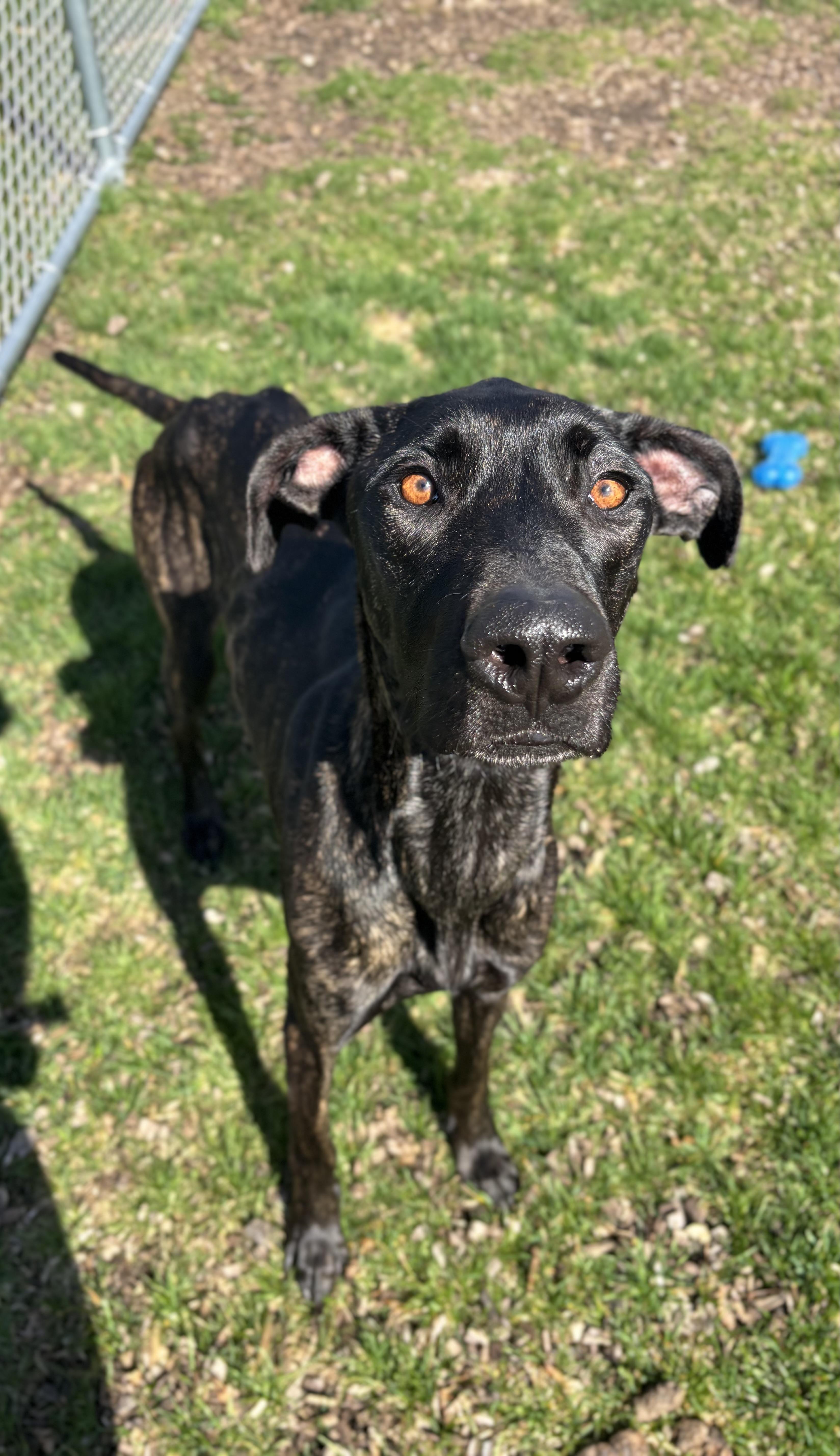 Enlarge Xena, an adopted mixed breed in Mount Pleasant, MI image 1/4