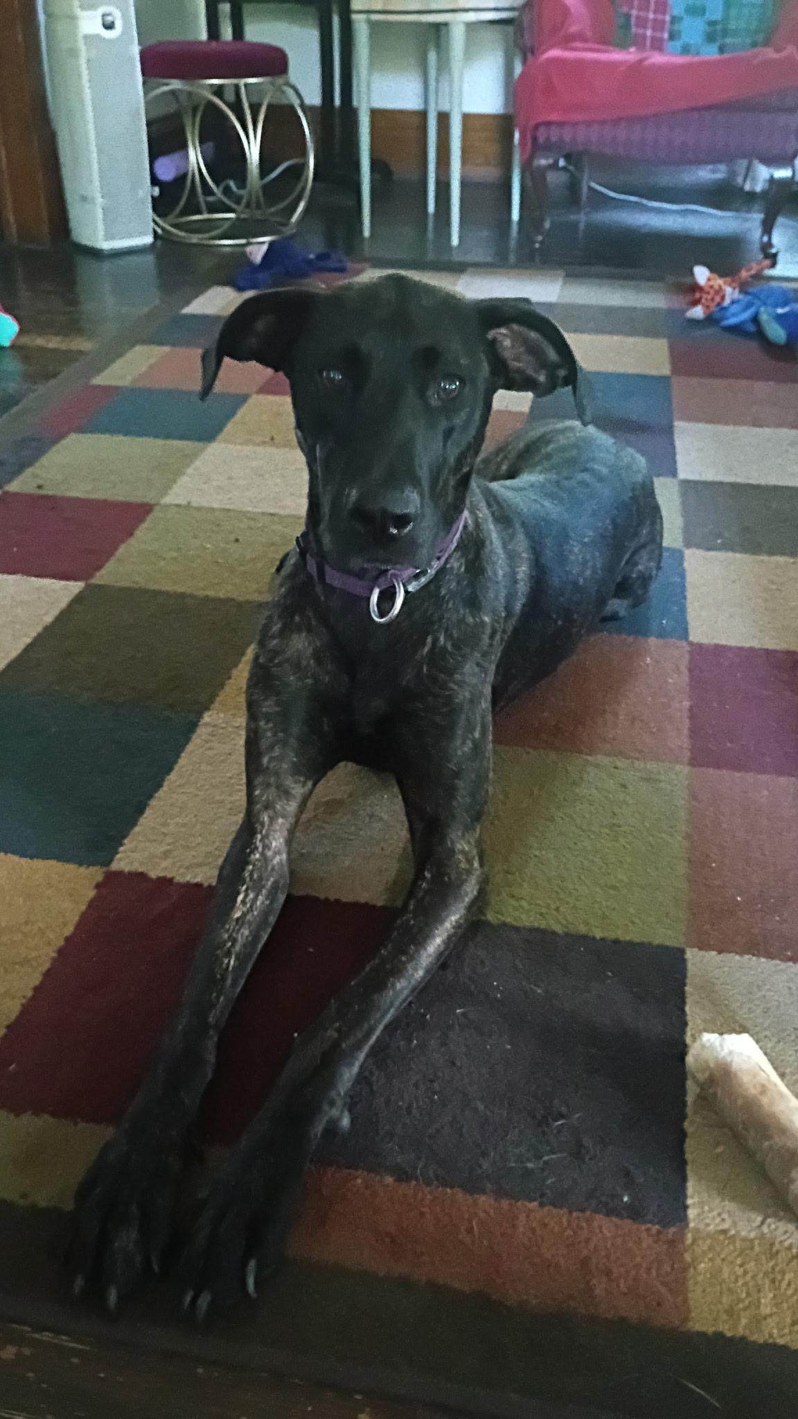 Enlarge Xena, an adopted mixed breed in Mount Pleasant, MI image 4/4