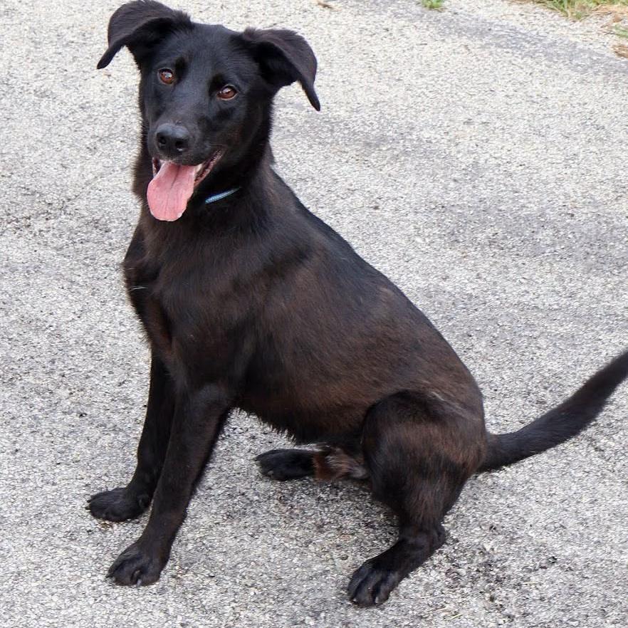 Enlarge Sage, a ADOPTABLE mixed breed in Columbia, MO image 2/2