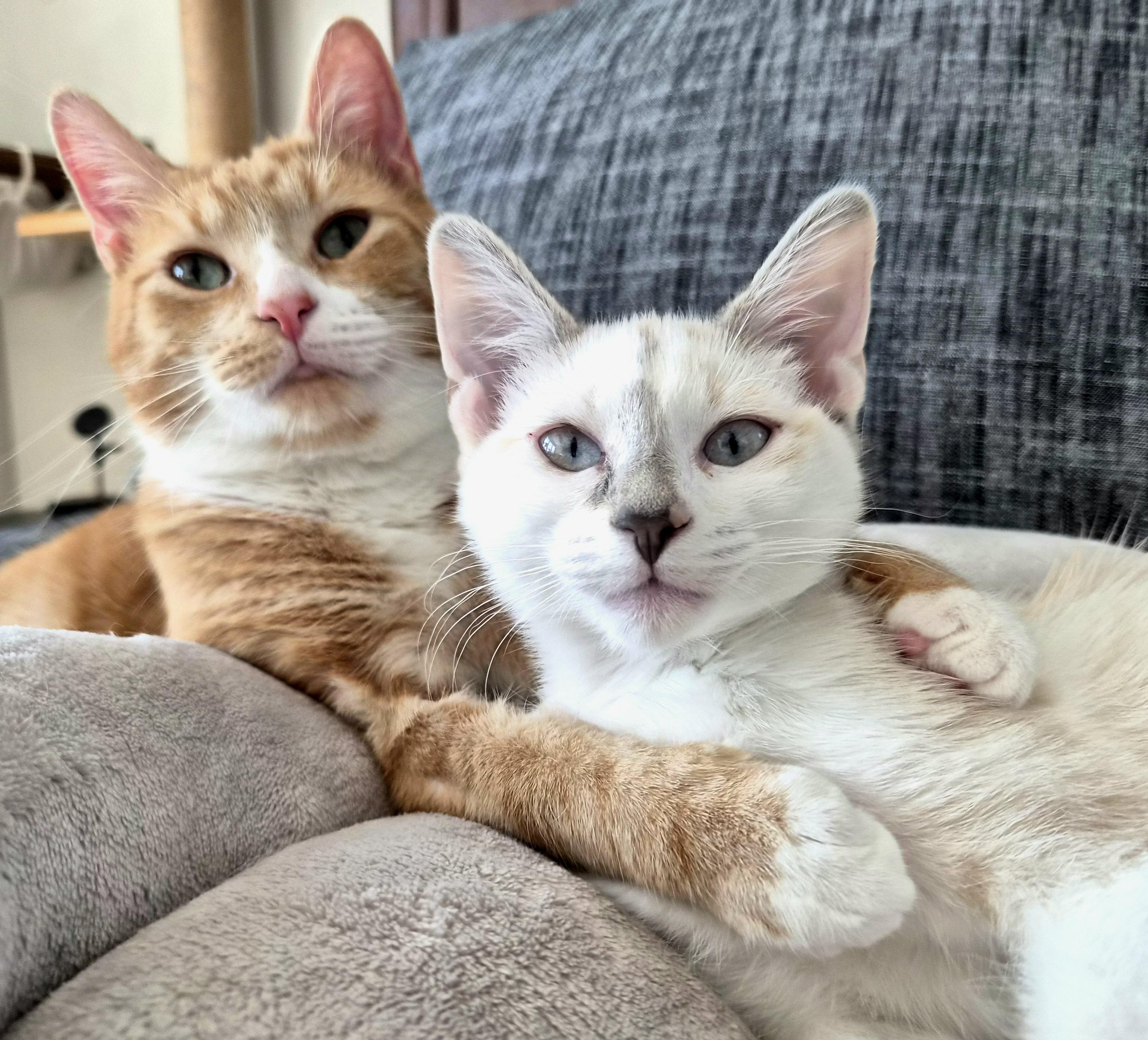 Enlarge Georgiana , a ADOPTABLE mixed breed in Lakeville, MN image 5/6