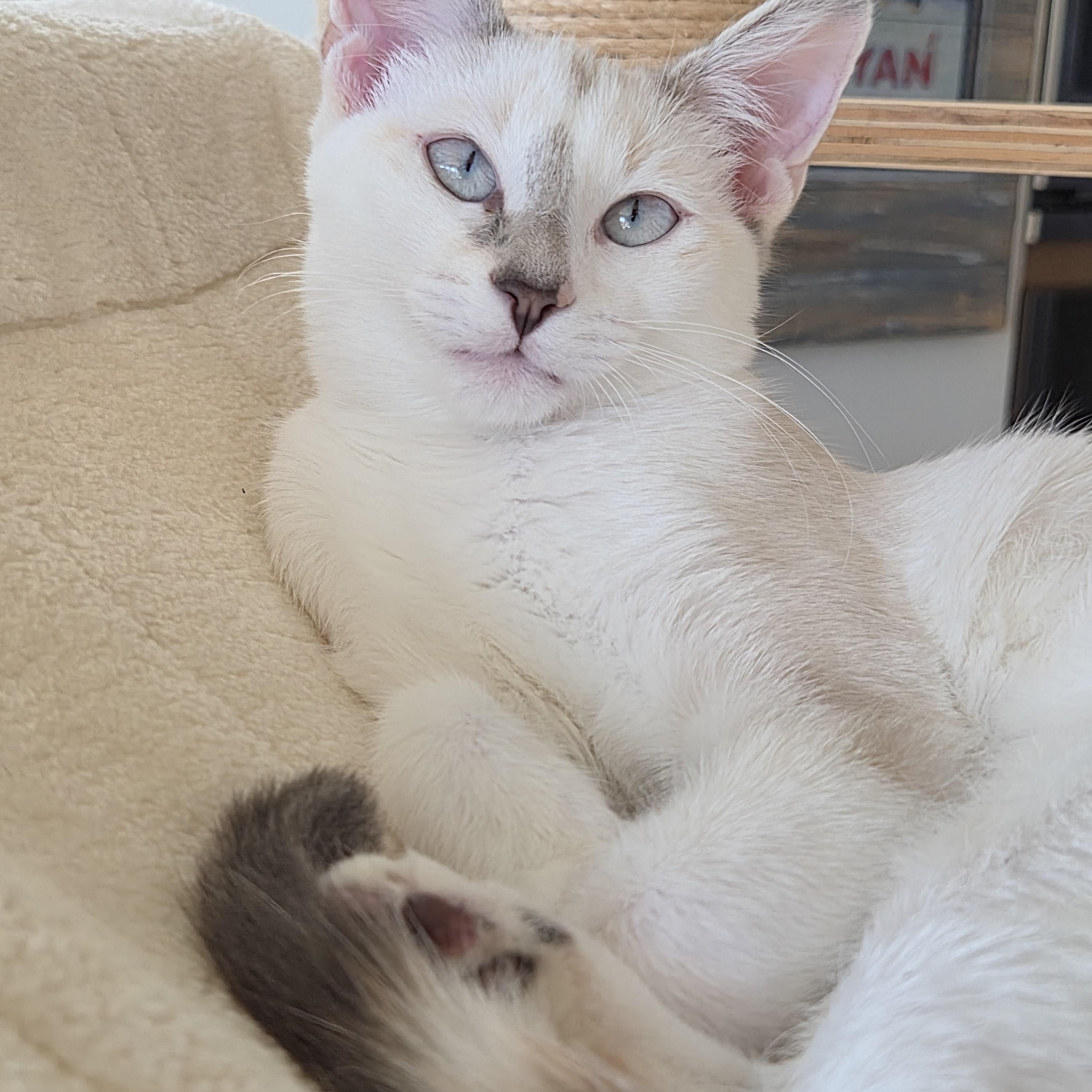 Enlarge Georgiana , a ADOPTABLE mixed breed in Lakeville, MN image 3/6