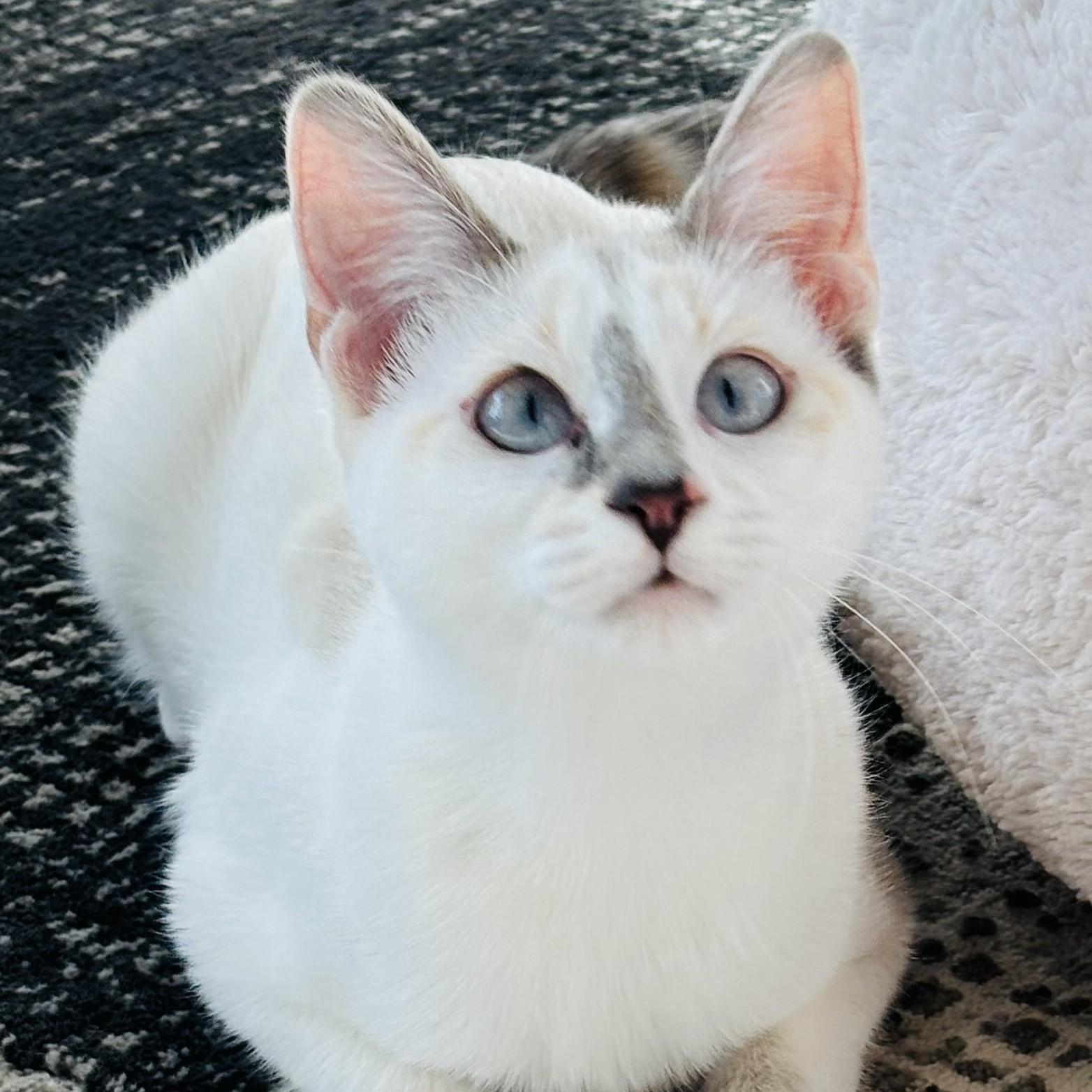 Enlarge Georgiana , a ADOPTABLE mixed breed in Lakeville, MN image 1/6