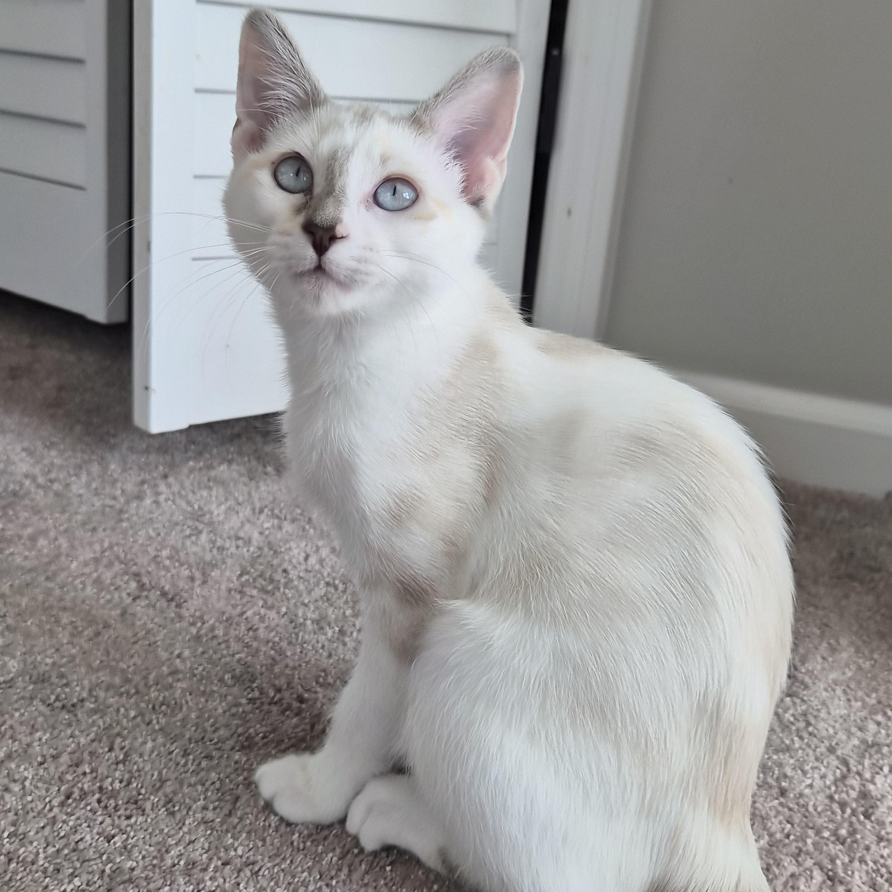 Enlarge Georgiana , a ADOPTABLE mixed breed in Lakeville, MN image 2/6