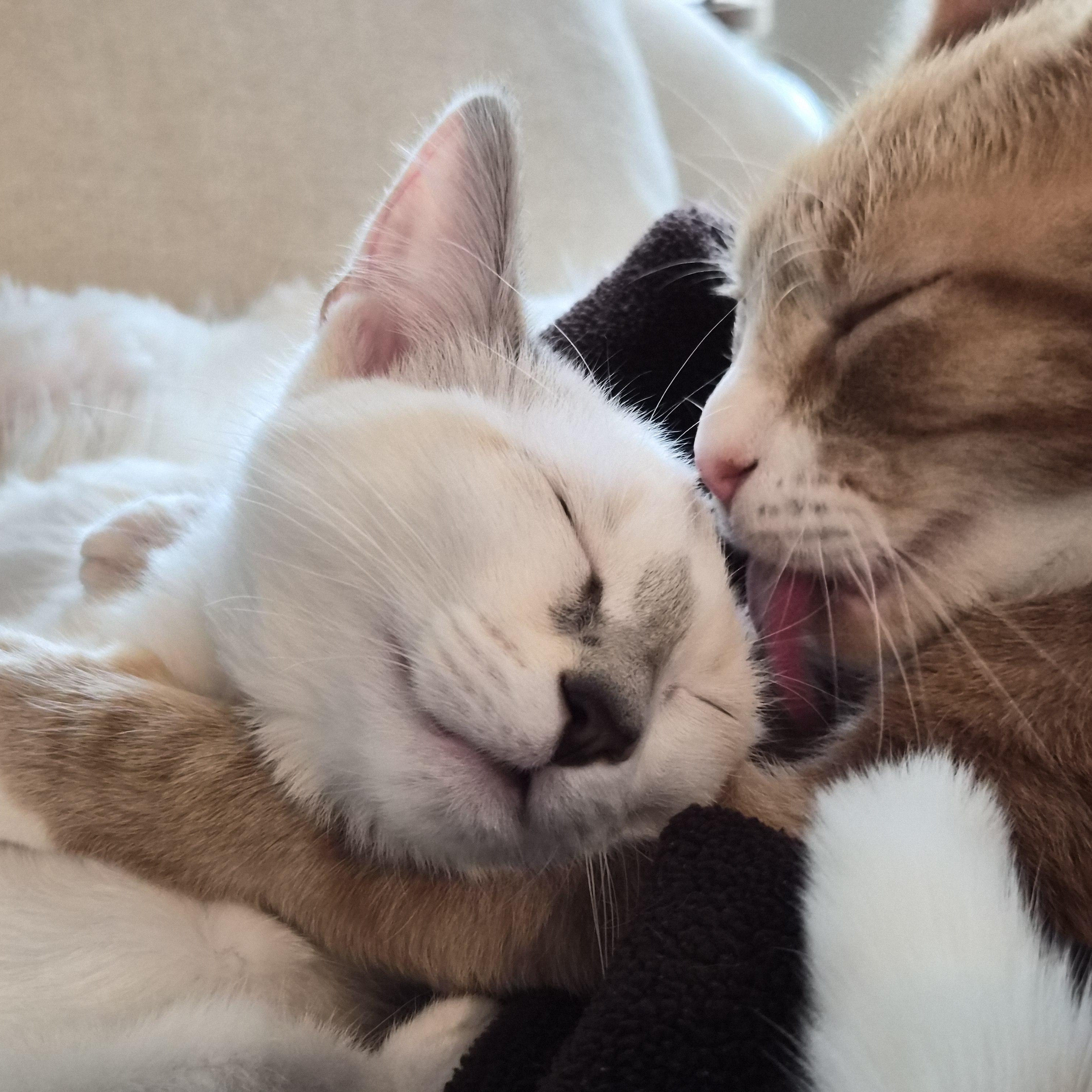 Enlarge Georgiana , a ADOPTABLE mixed breed in Lakeville, MN image 4/6