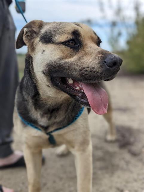 Enlarge ALBUS, a Adoptable mixed breed in Stockton, CA image 1/1
