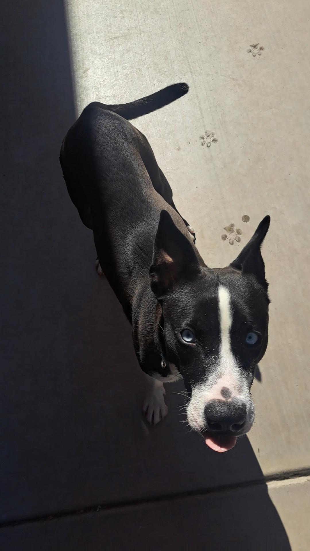 Enlarge Frida, a ADOPTABLE mixed breed in Glendale, AZ image 2/4