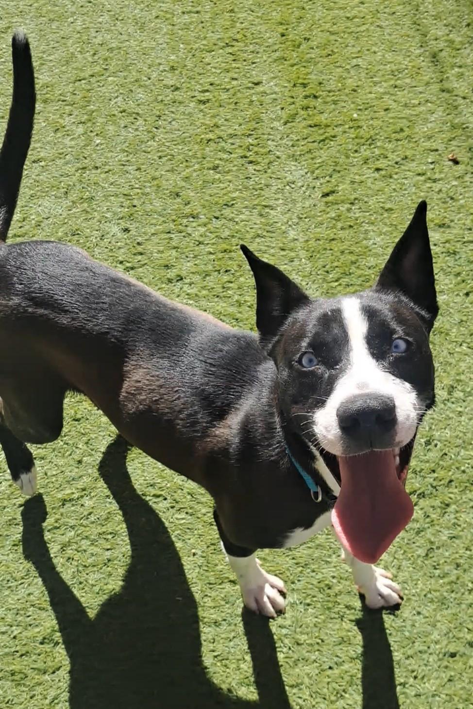 Enlarge Frida, a ADOPTABLE mixed breed in Glendale, AZ image 3/4