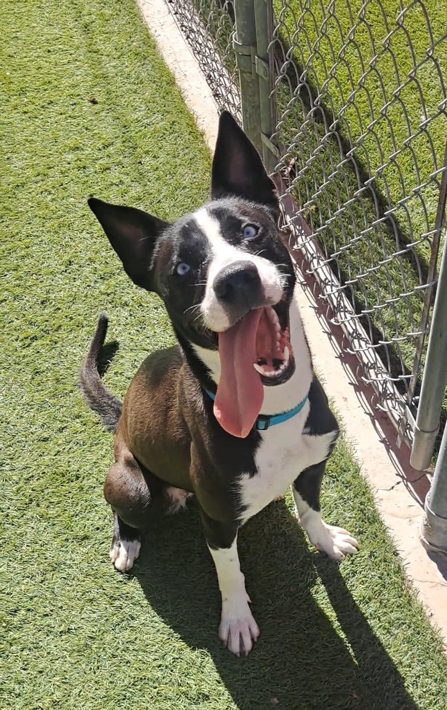 Enlarge Frida, a ADOPTABLE mixed breed in Glendale, AZ image 1/4