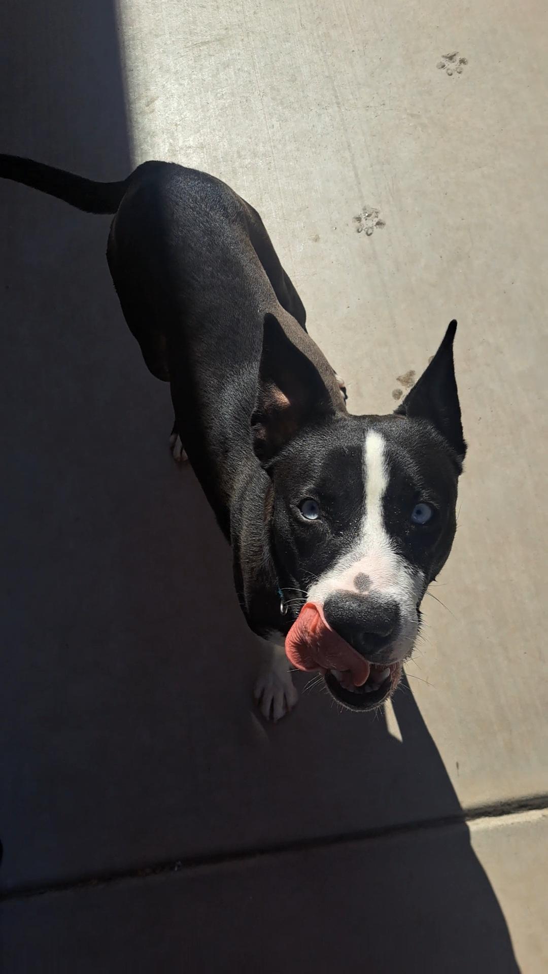 Enlarge Frida, a ADOPTABLE mixed breed in Glendale, AZ image 4/4