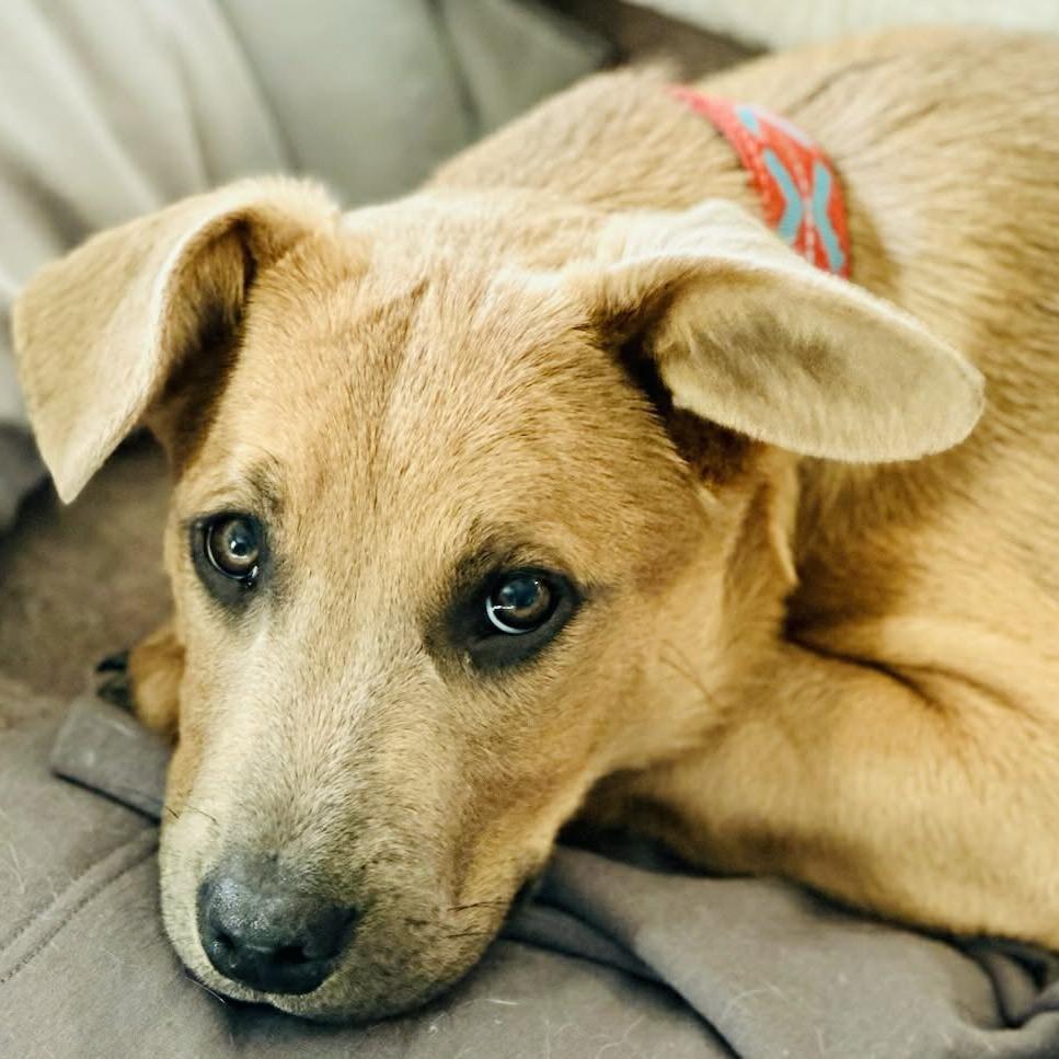 Enlarge Rafael, a Adoptable mixed breed in Rogersville, MO image 3/4
