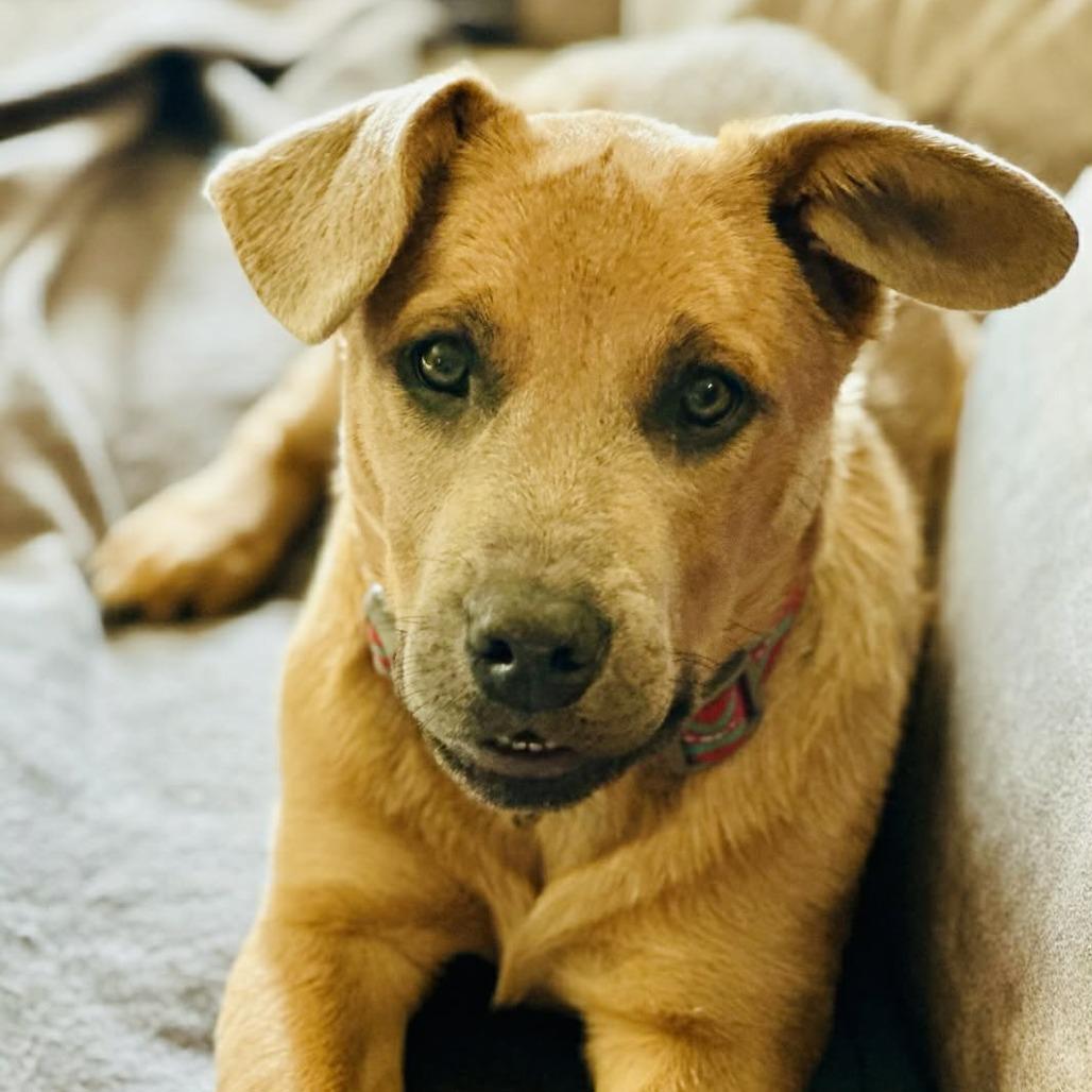 Enlarge Rafael, a Adoptable mixed breed in Rogersville, MO image 4/4