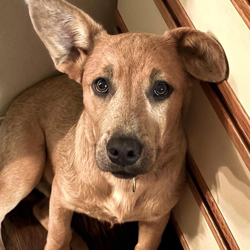 Rafael, Adoptable, Young Male Labrador Retriever & Mixed Breed.