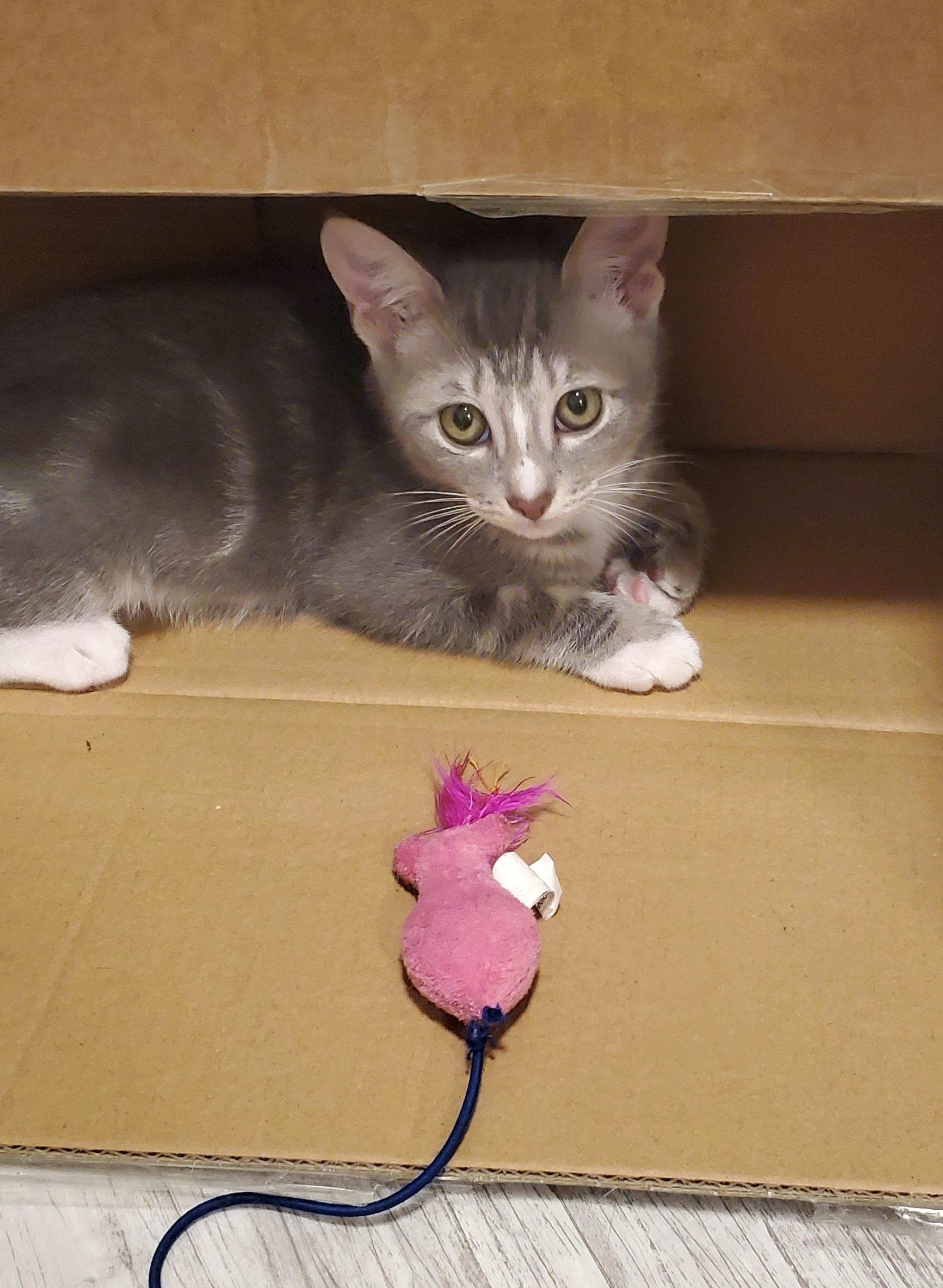 Enlarge Luke, a Adoptable Domestic Short Hair in pensacola, FL image 3/6