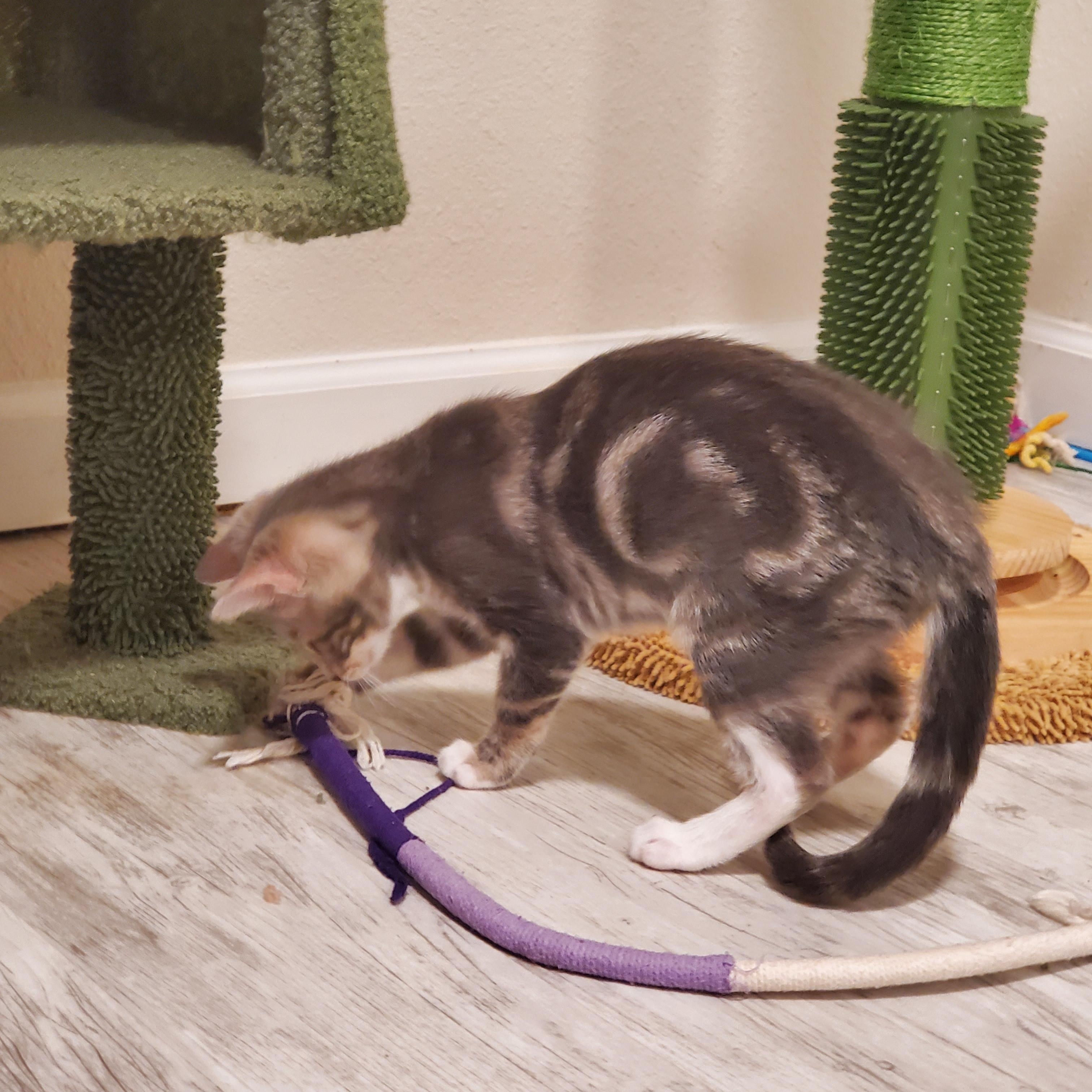 Enlarge Luke, a Adoptable Domestic Short Hair in pensacola, FL image 6/6