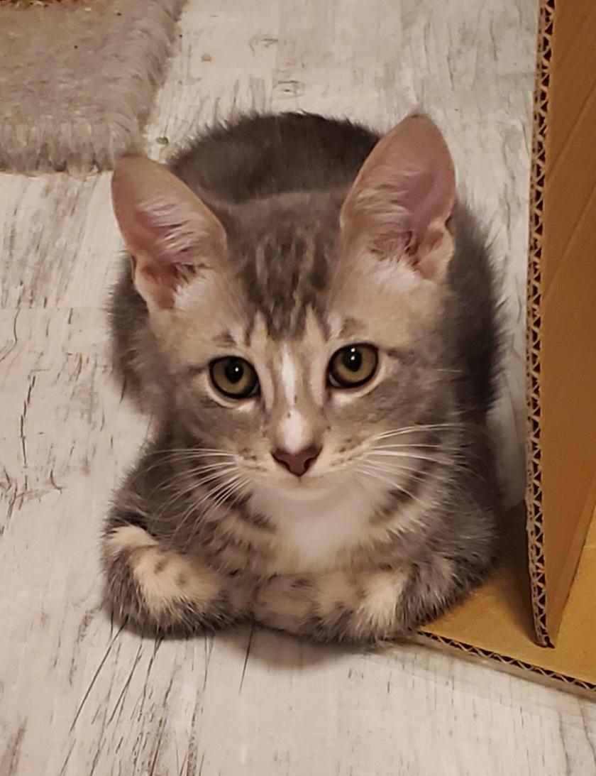 Enlarge Luke, a Adoptable Domestic Short Hair in pensacola, FL image 2/6