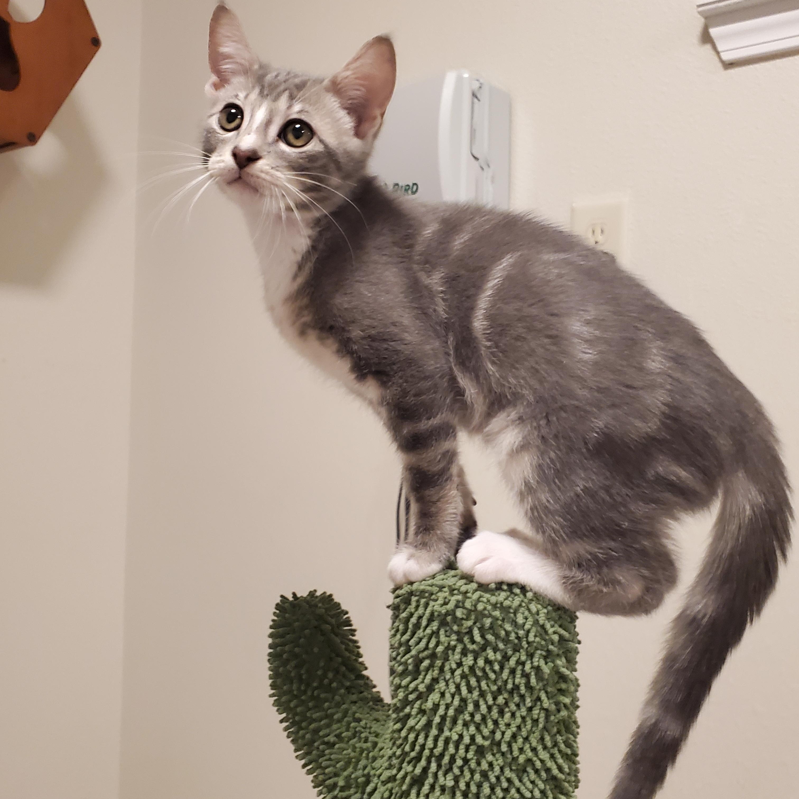 Enlarge Luke, a Adoptable Domestic Short Hair in pensacola, FL image 4/6