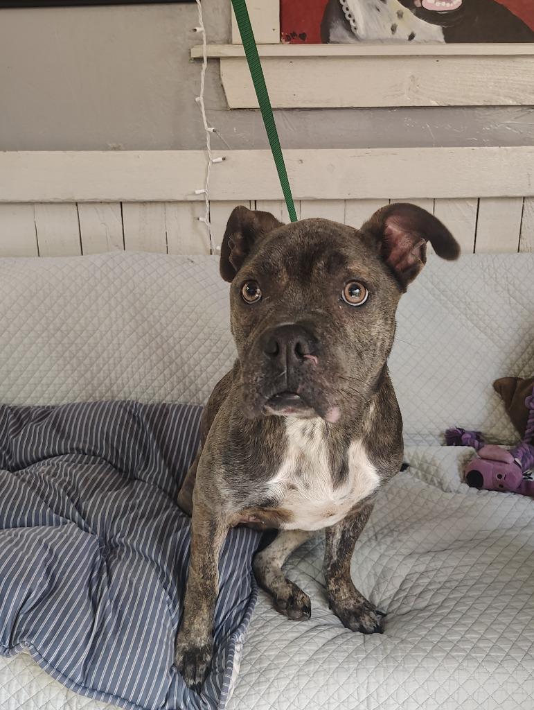 Miss Dior, Adoptable, Young Female Pit Bull Terrier.