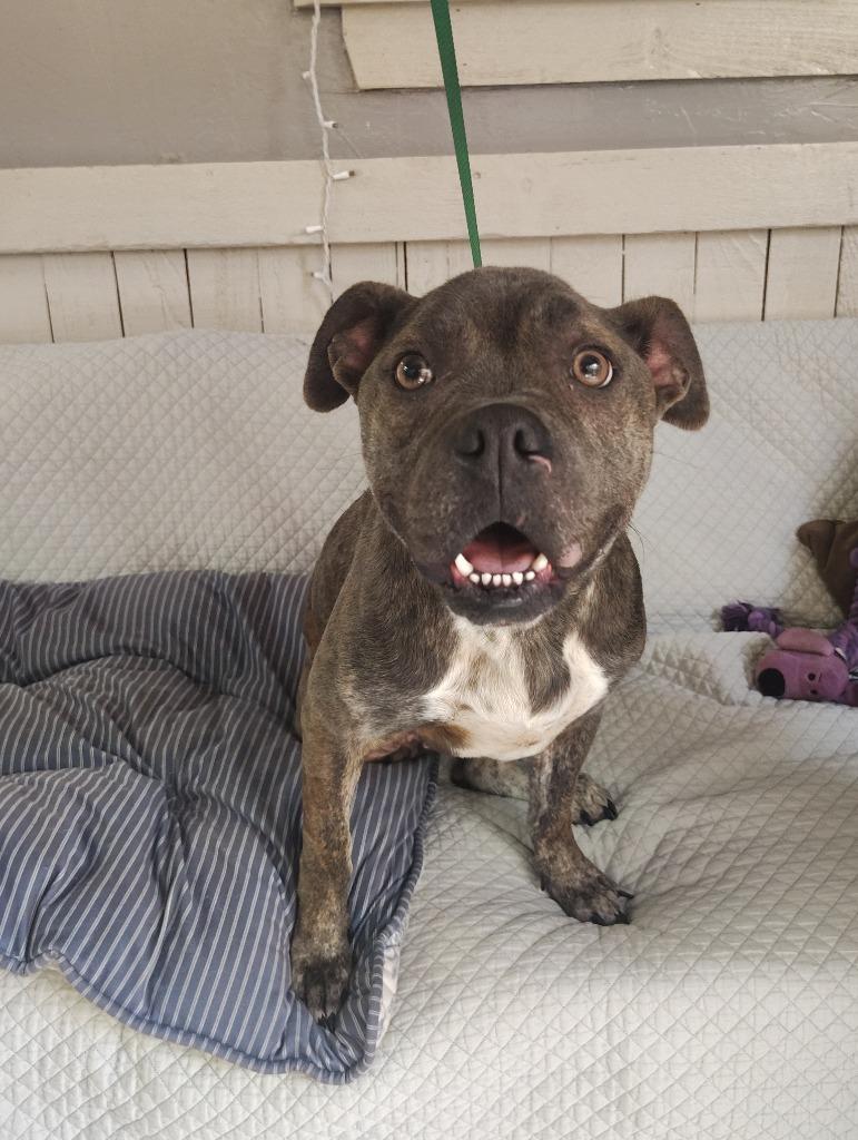 Enlarge Miss Dior, a Adoptable Pit Bull Terrier in Fort Worth, TX image 2/5