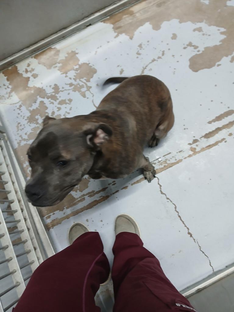 Enlarge Miss Dior, a Adoptable Pit Bull Terrier in Fort Worth, TX image 3/5