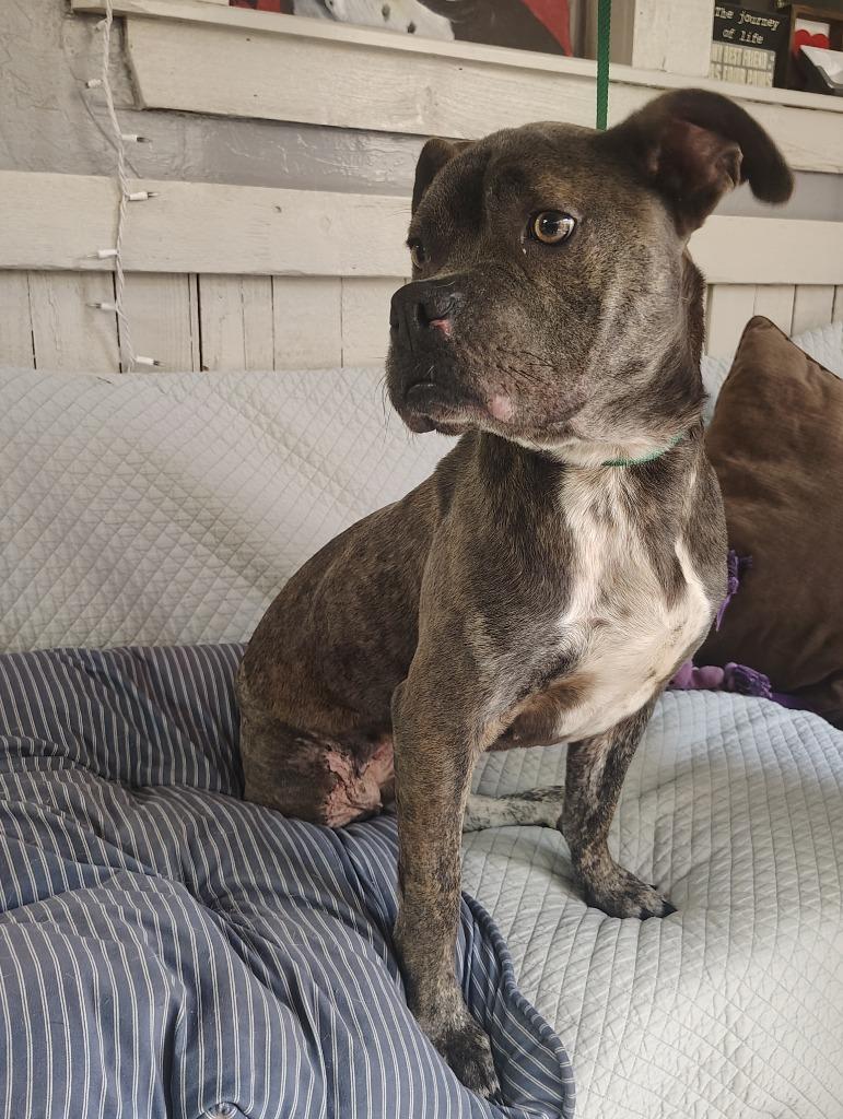 Enlarge Miss Dior, a Adoptable Pit Bull Terrier in Fort Worth, TX image 4/5