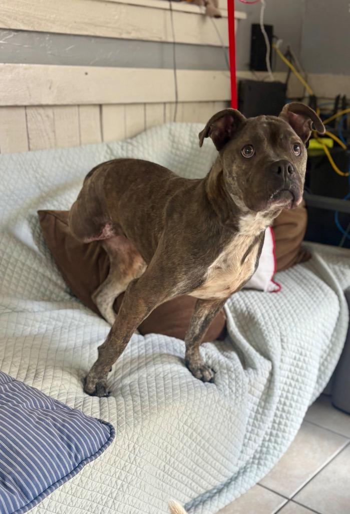 Enlarge Miss Dior, a Adoptable Pit Bull Terrier in Fort Worth, TX image 5/5