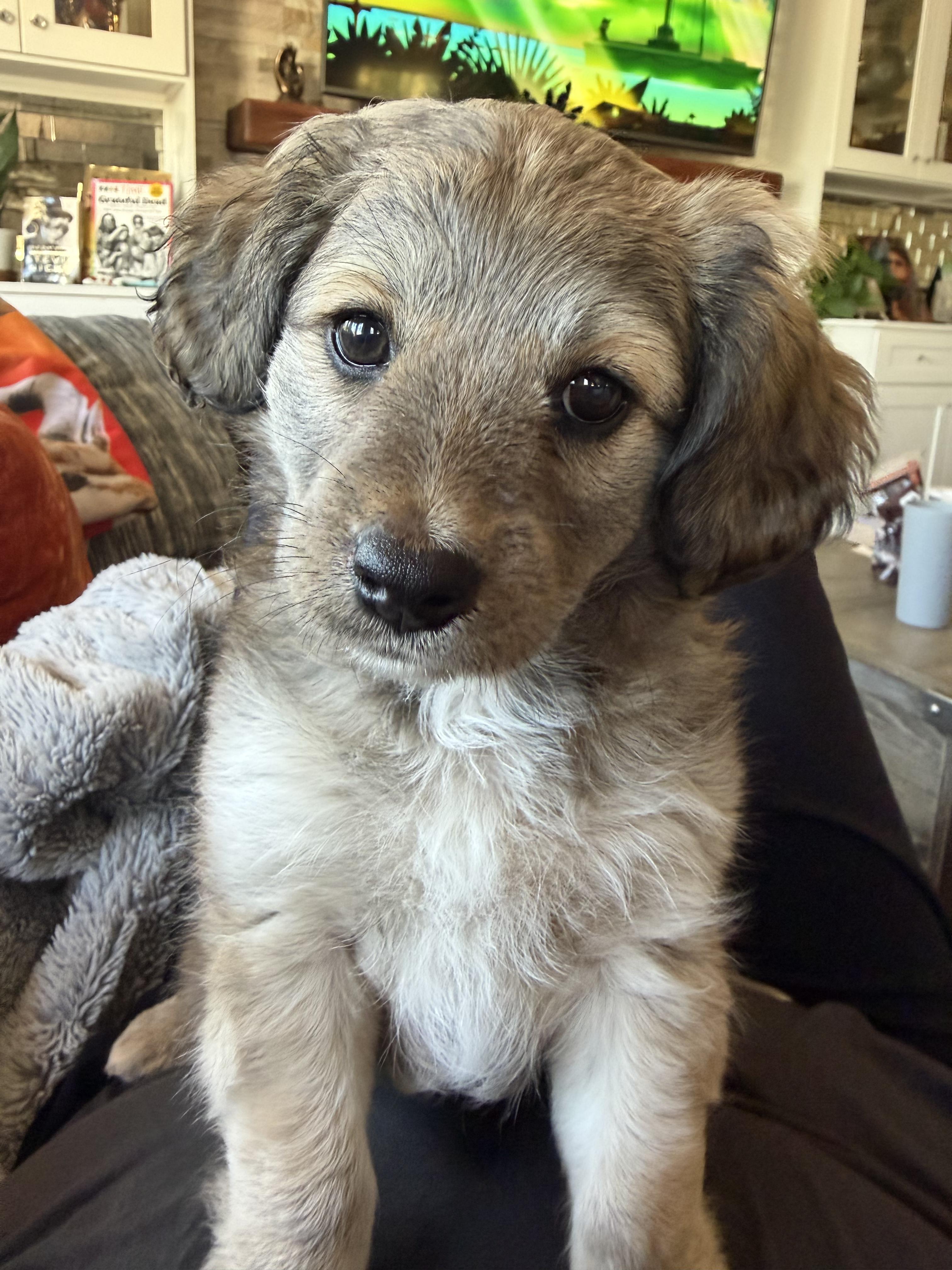 Enlarge Tilly, a Adopted mixed breed in Penryn, CA image 1/2