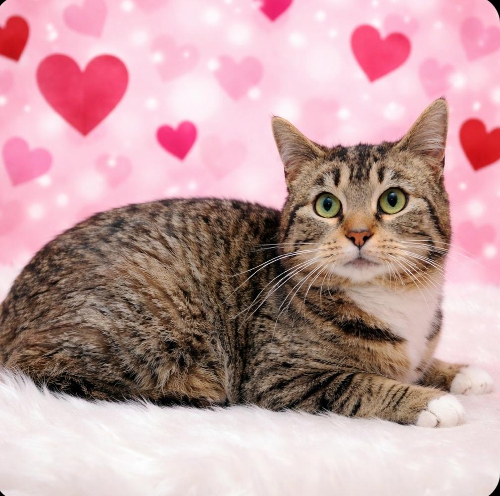 Socks, Adoptable, Young Female Domestic Short Hair.