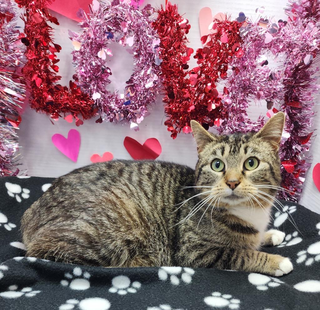 Enlarge Socks, a Adoptable mixed breed in Washington Court House, OH image 2/2
