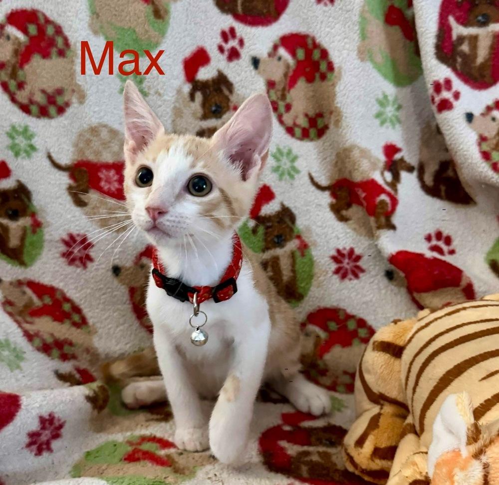 Max, Adoptable, Kitten Male Tabby.