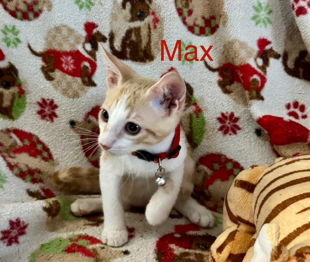 Max, a Adoptable Tabby in Orlando, FL image 2/2