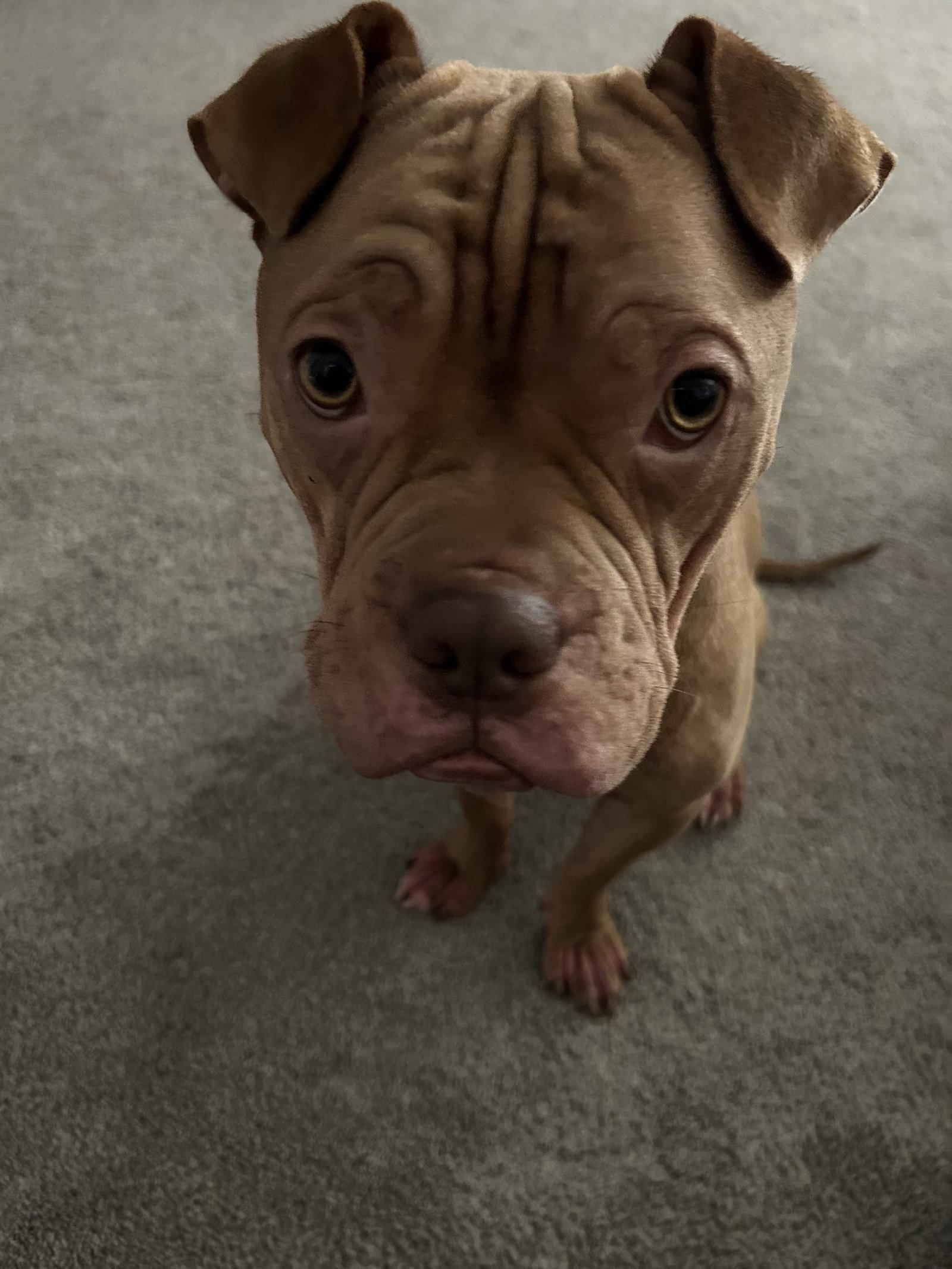 Brutus Cappuccino, Adoptable, Adult Male Shar-Pei.