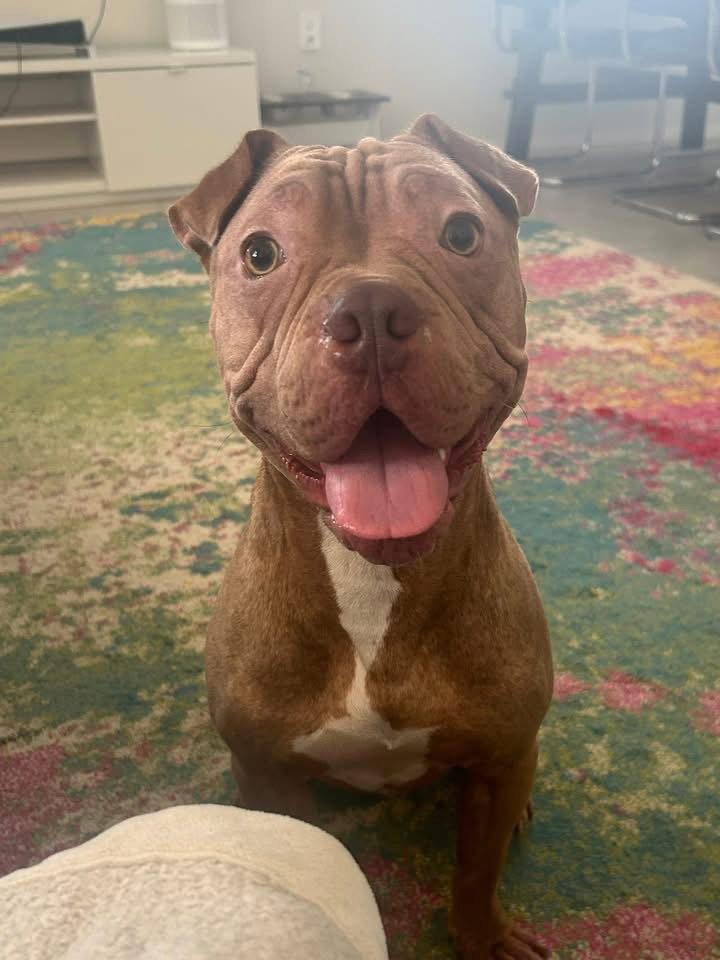Enlarge Brutus Cappuccino, a Adoptable Shar-Pei in Phoenix, AZ image 2/3