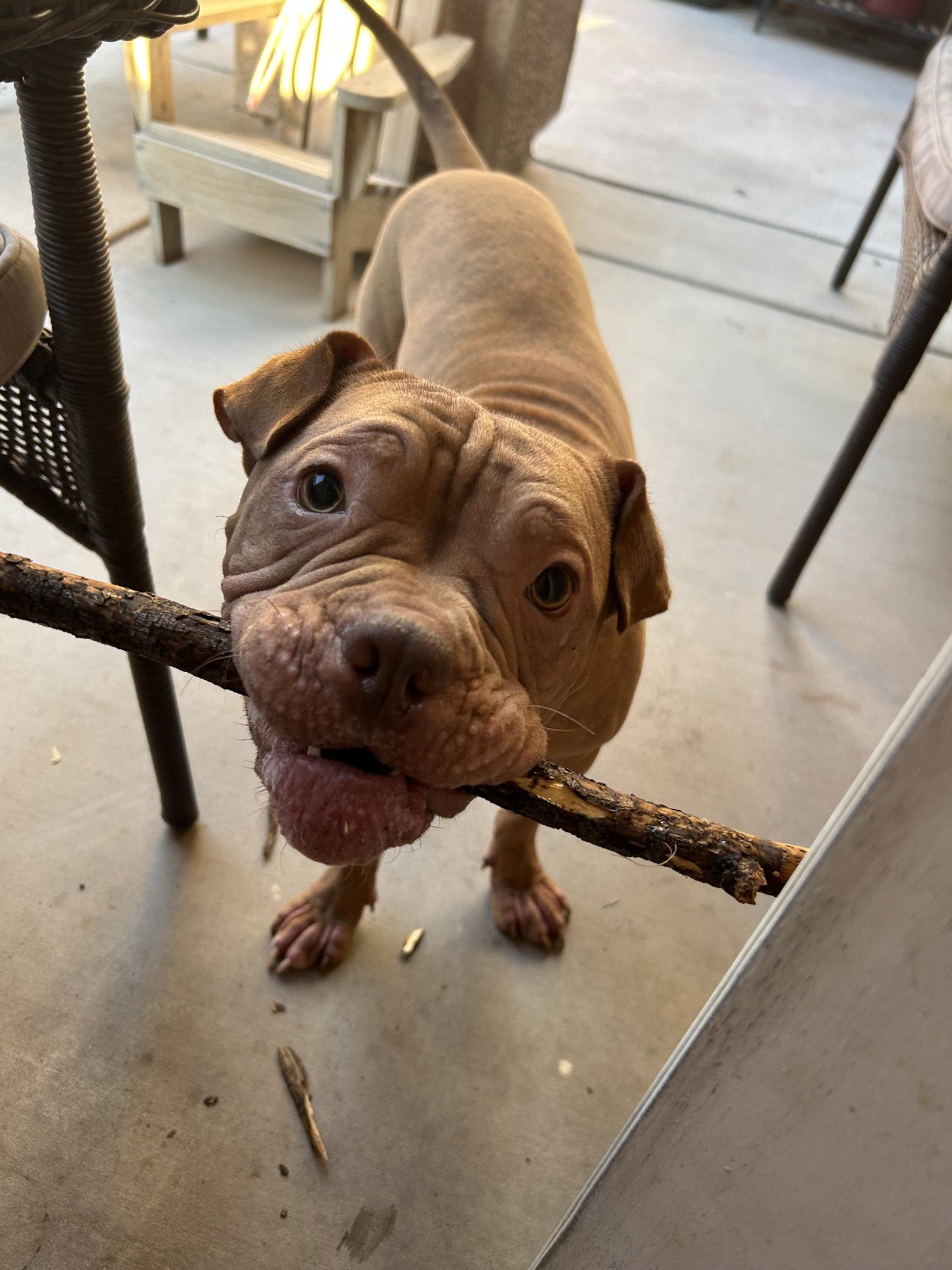 Enlarge Brutus Cappuccino, a Adoptable Shar-Pei in Phoenix, AZ image 3/3