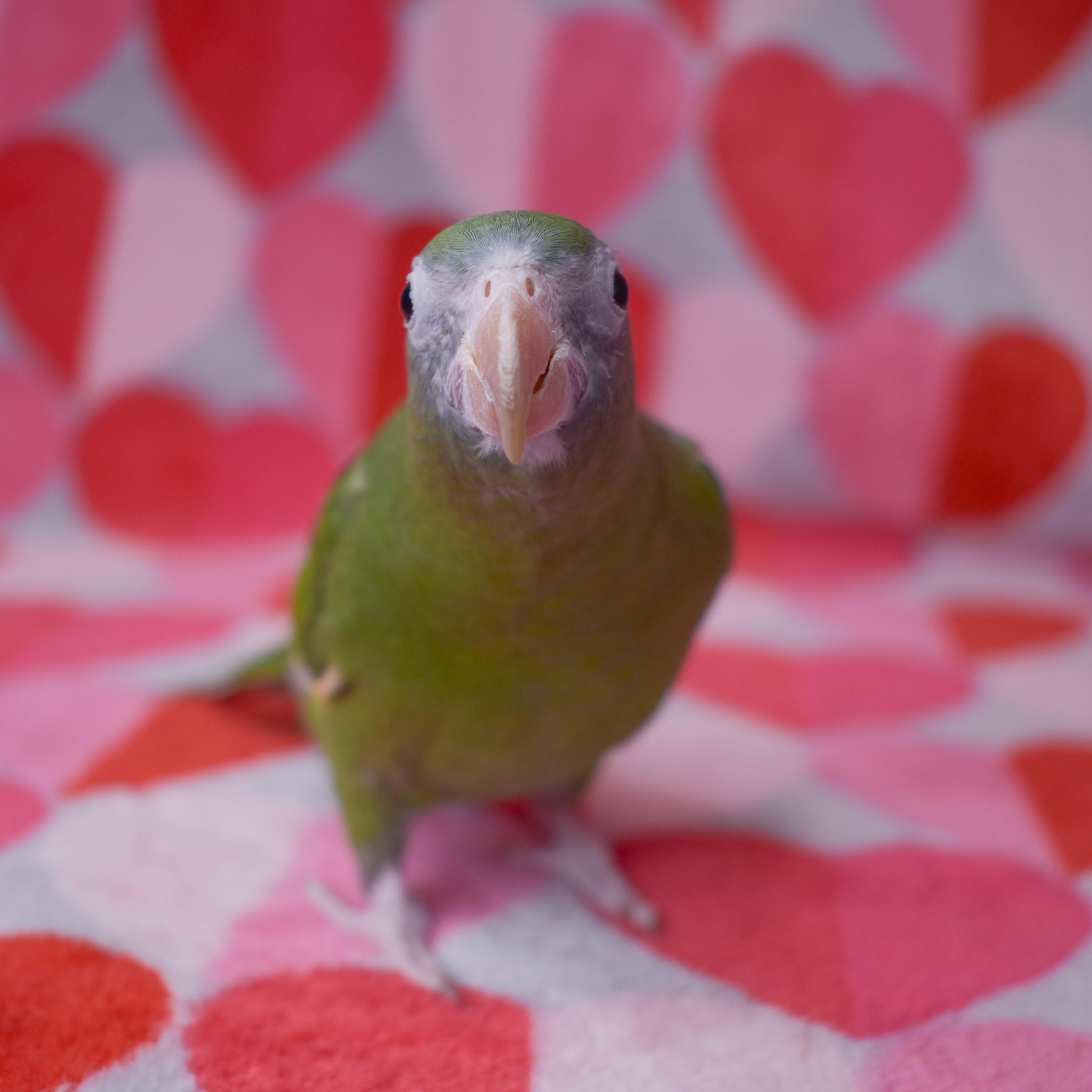 Enlarge Chazz, a Adoptable Parrot (Other) in Waukesha, WI image 1/5