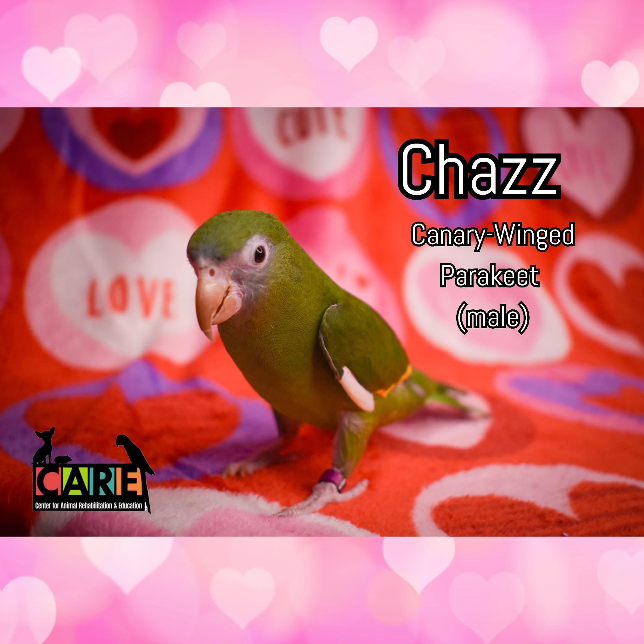 Enlarge Chazz, a Adoptable Parrot (Other) in Waukesha, WI image 4/4