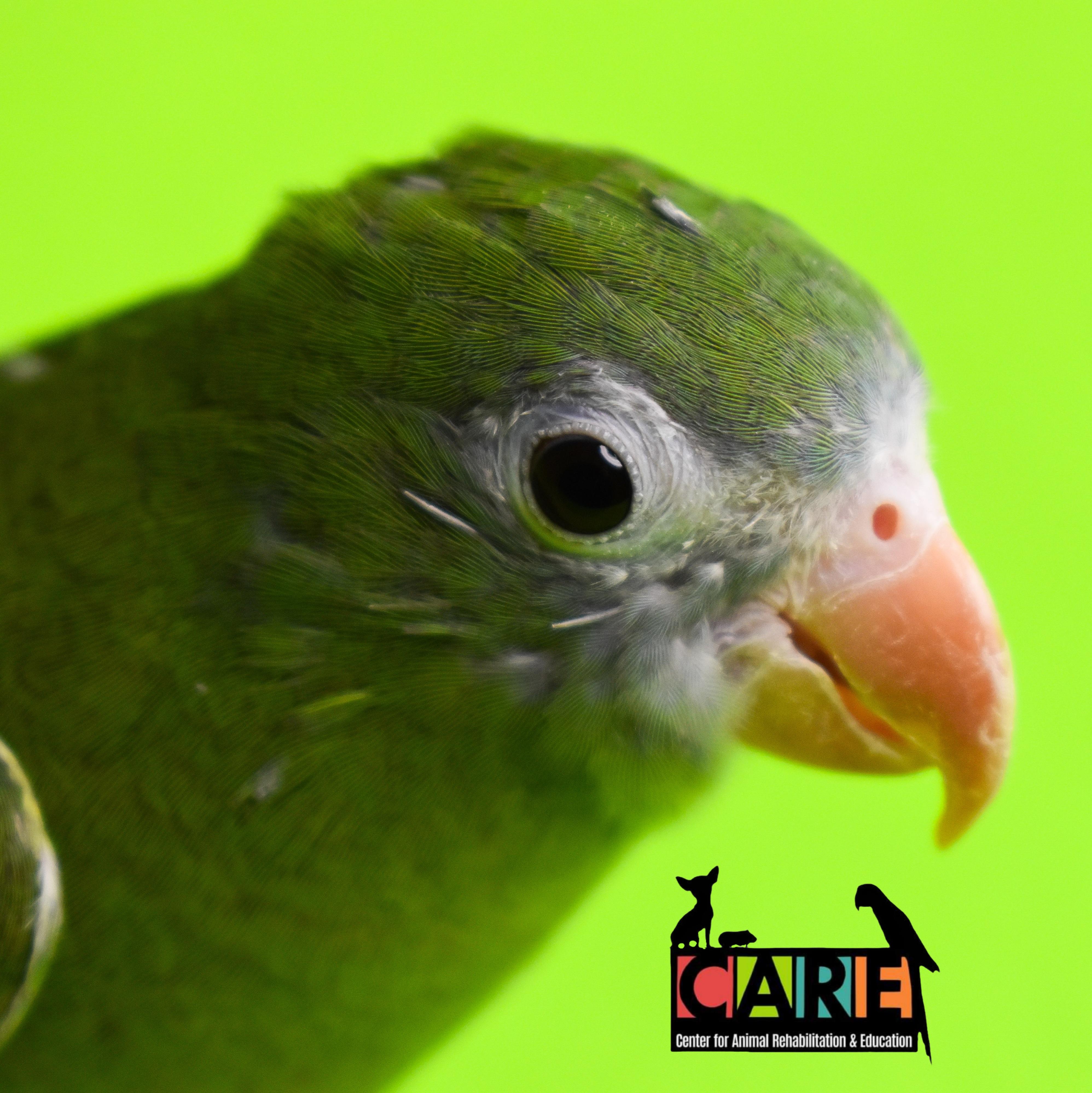 Enlarge Chazz, a Adoptable Parrot (Other) in Waukesha, WI image 1/4