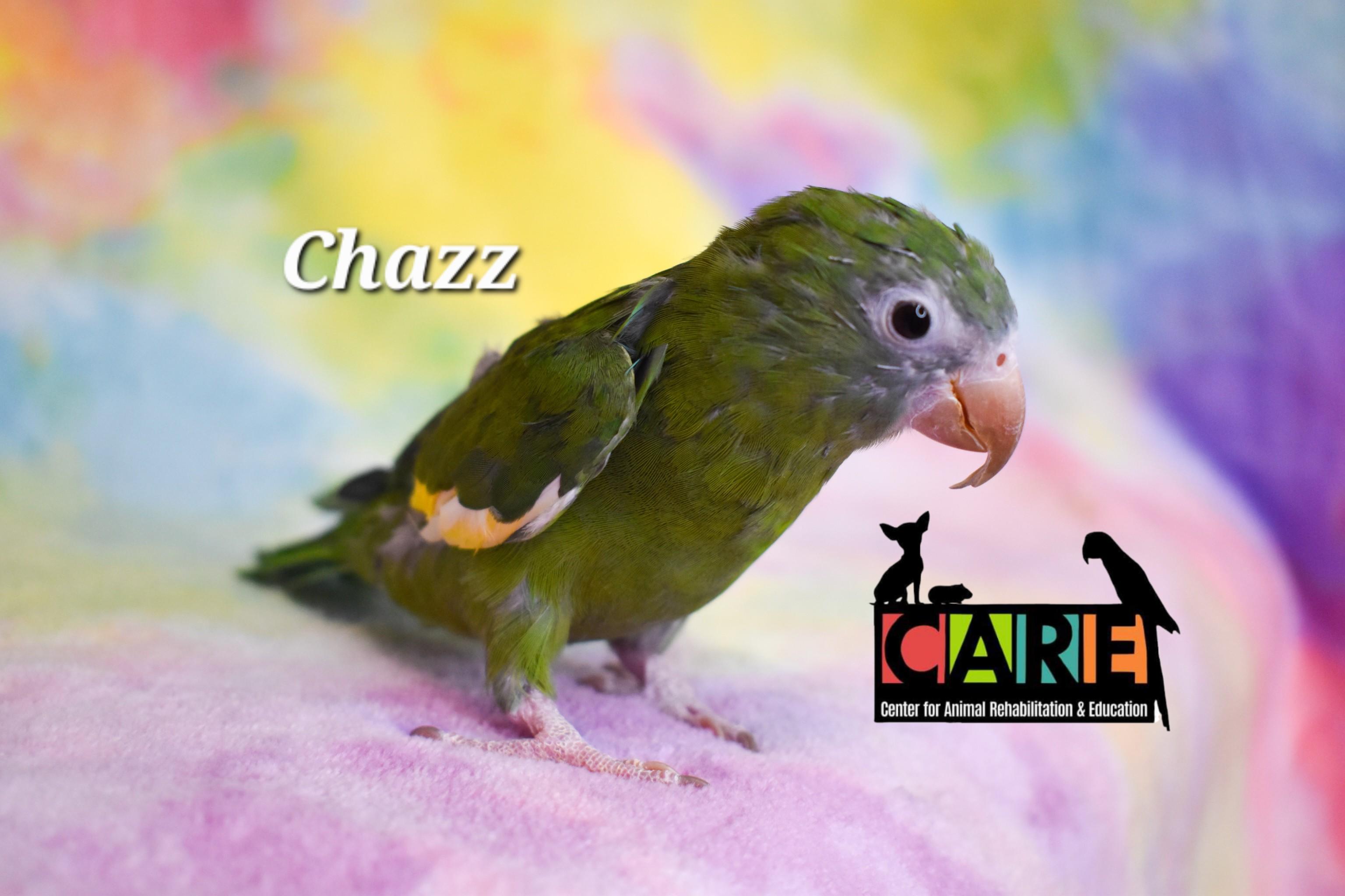 Enlarge Chazz, a Adoptable Parrot (Other) in Waukesha, WI image 3/4