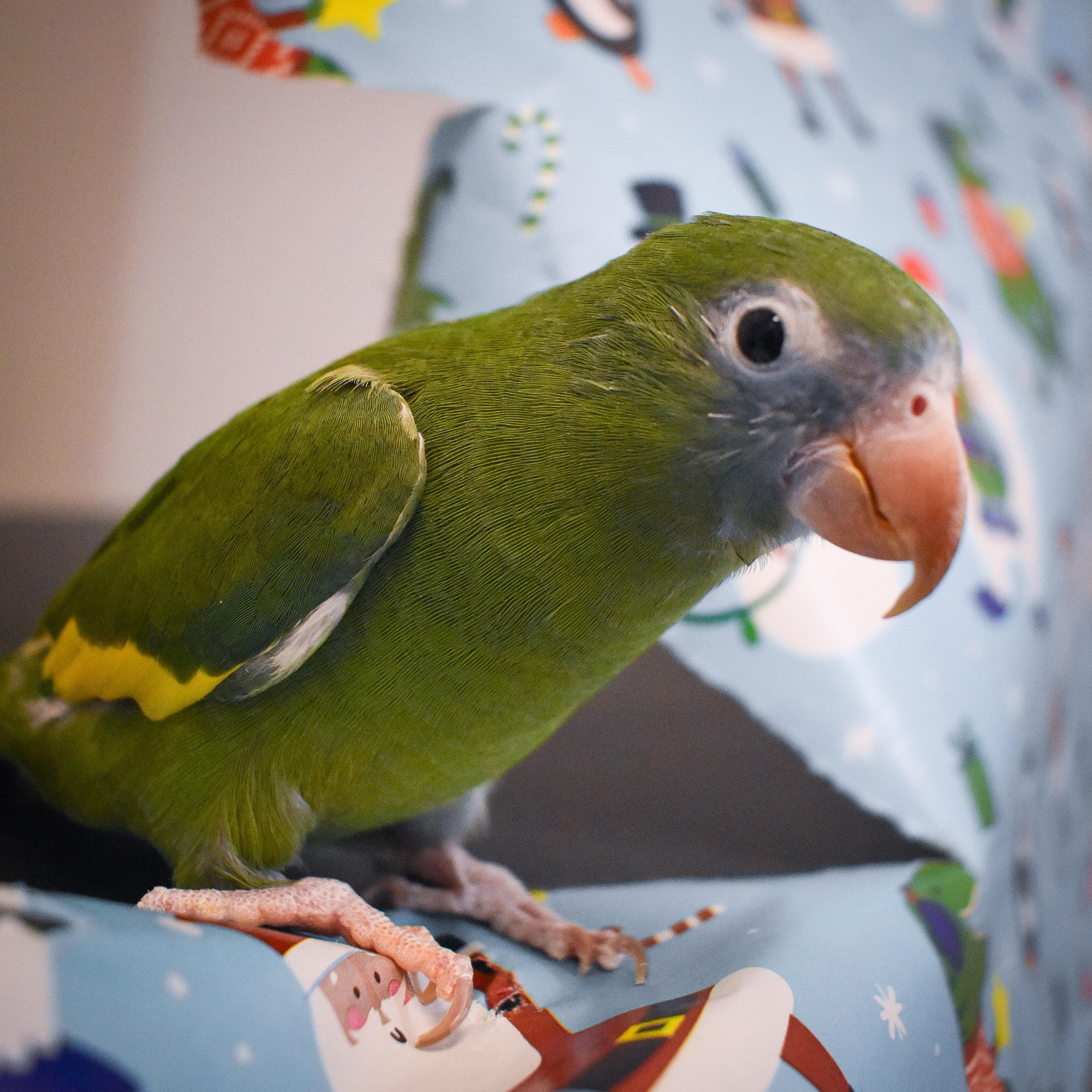 Enlarge Chazz, a Adoptable Parrot (Other) in Waukesha, WI image 2/4