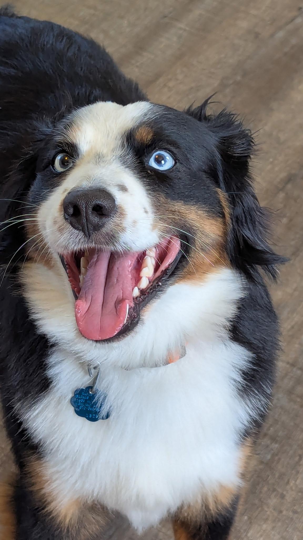 Enlarge Percy, an adopted Australian Shepherd in Cherokee Village, AR image 1/6