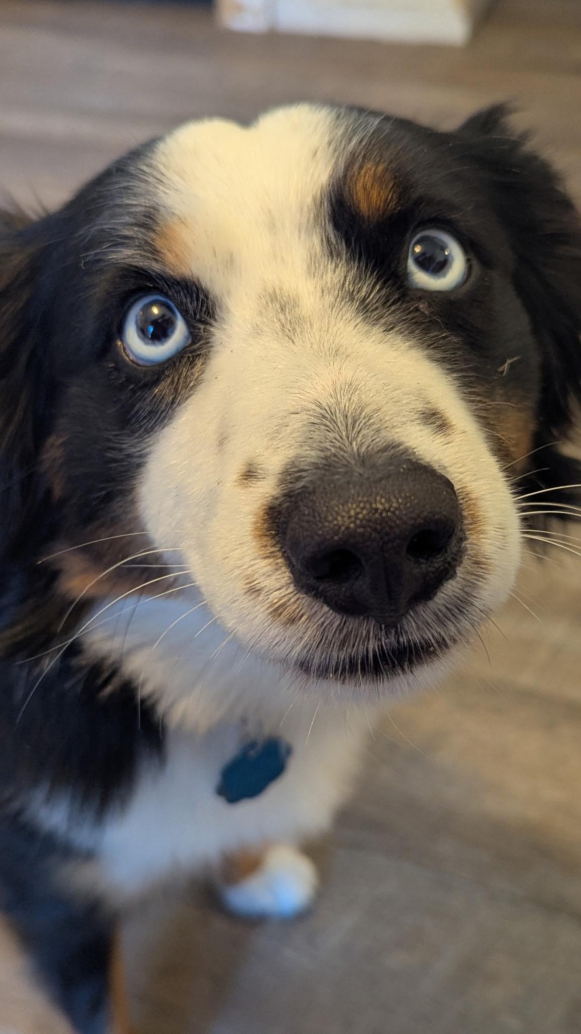 Enlarge Percy, an adopted Australian Shepherd in Cherokee Village, AR image 6/6