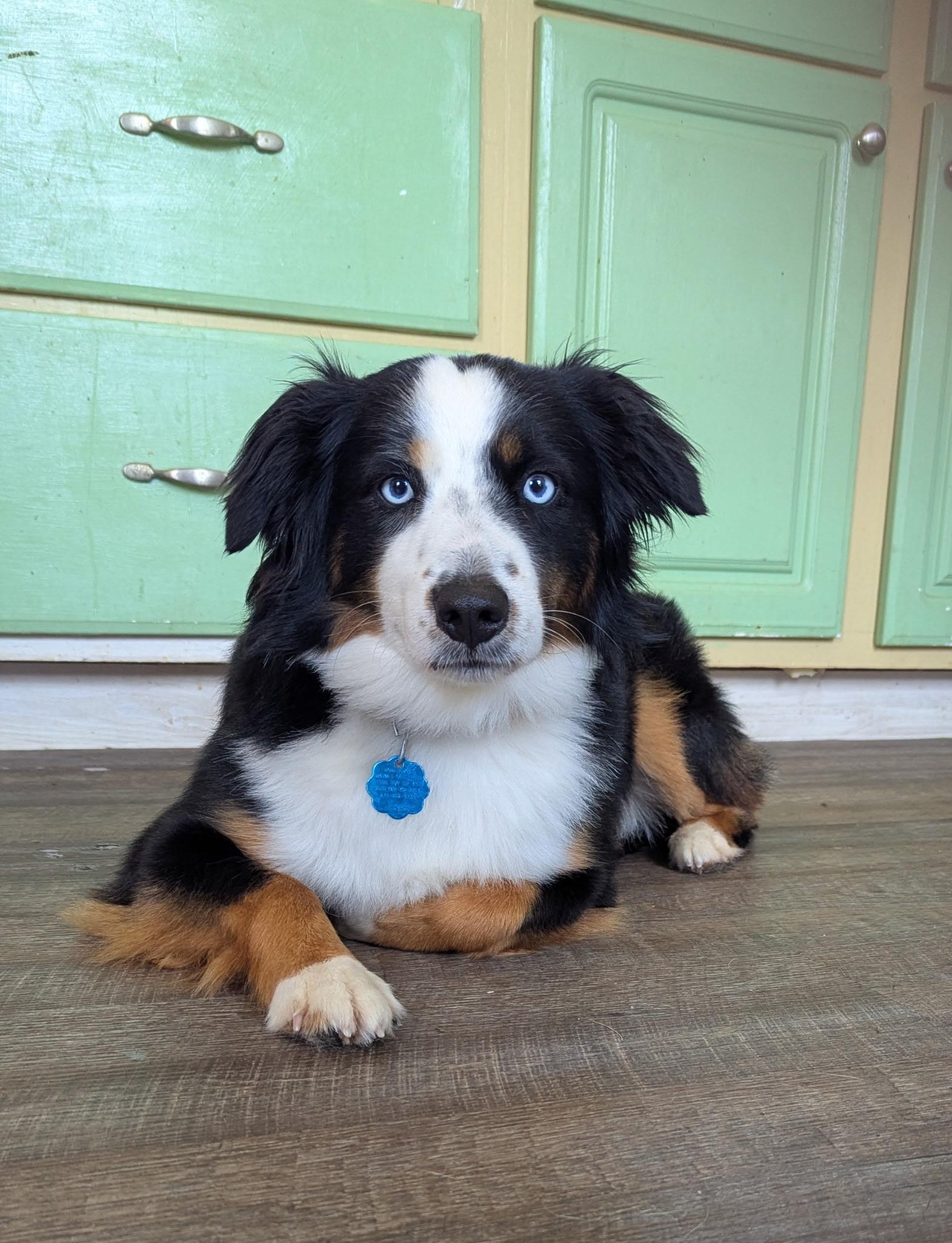 Enlarge Percy, an adopted Australian Shepherd in Cherokee Village, AR image 5/6