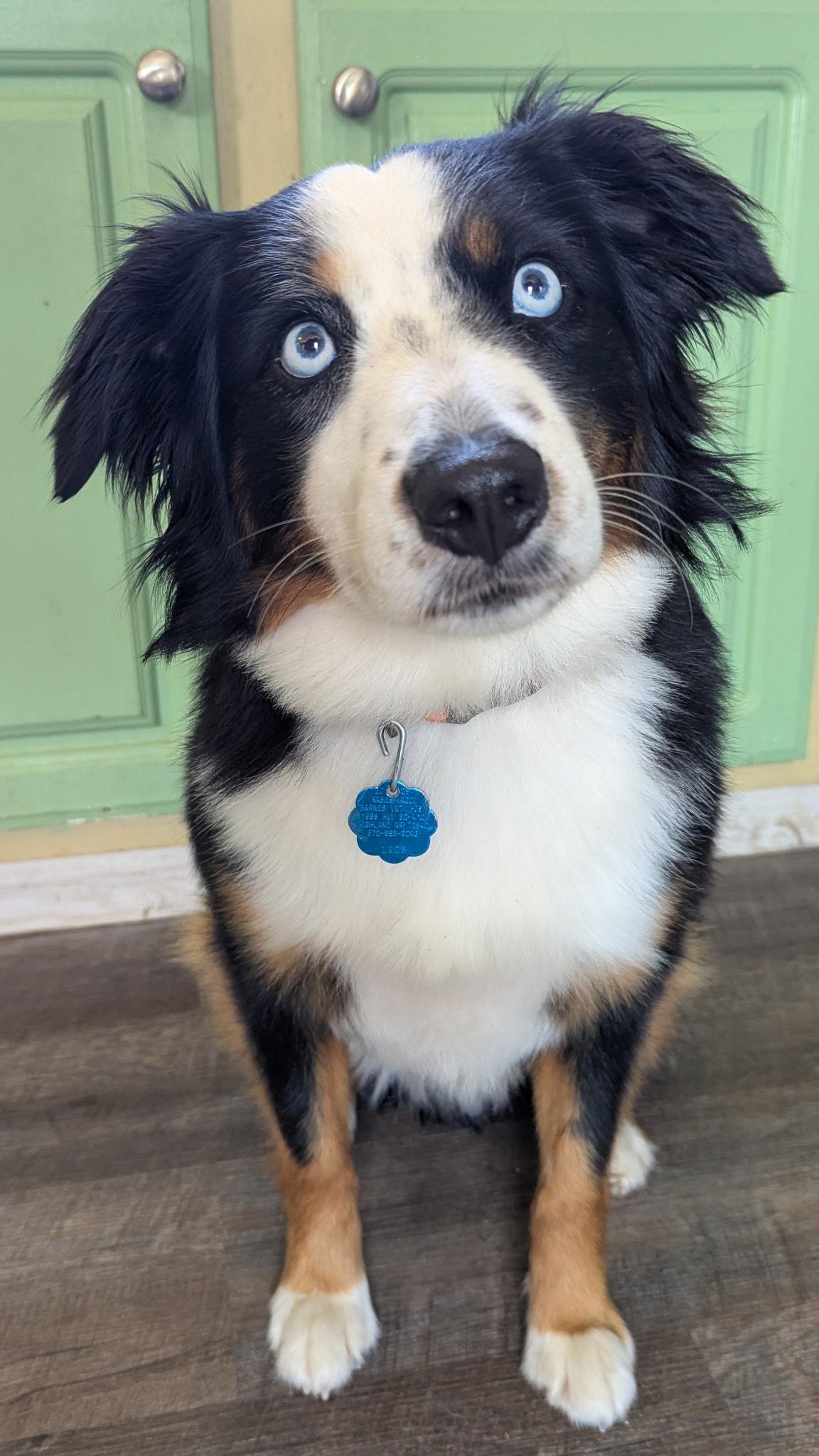 Enlarge Percy, an adopted Australian Shepherd in Cherokee Village, AR image 3/6