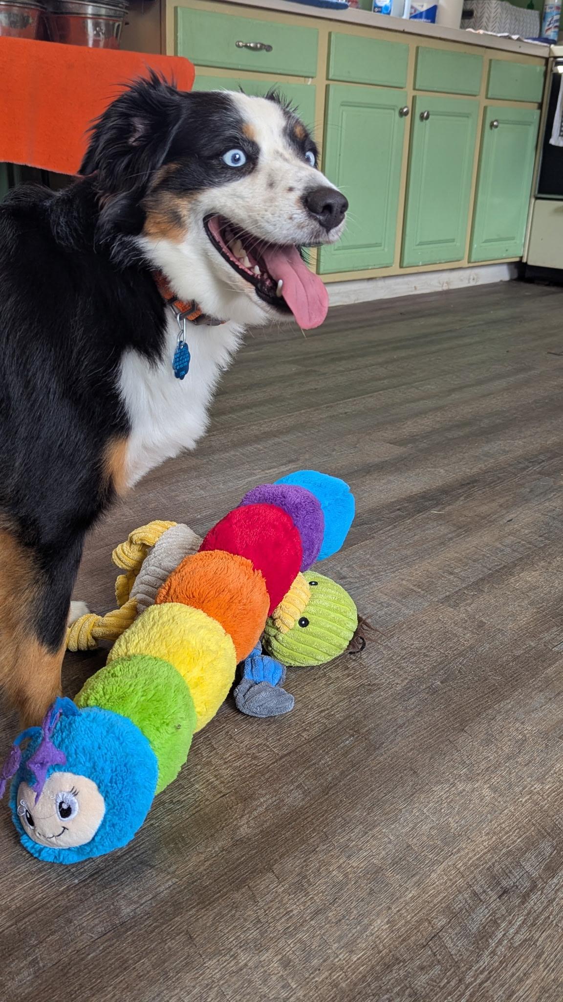 Enlarge Percy, an adopted Australian Shepherd in Cherokee Village, AR image 4/6