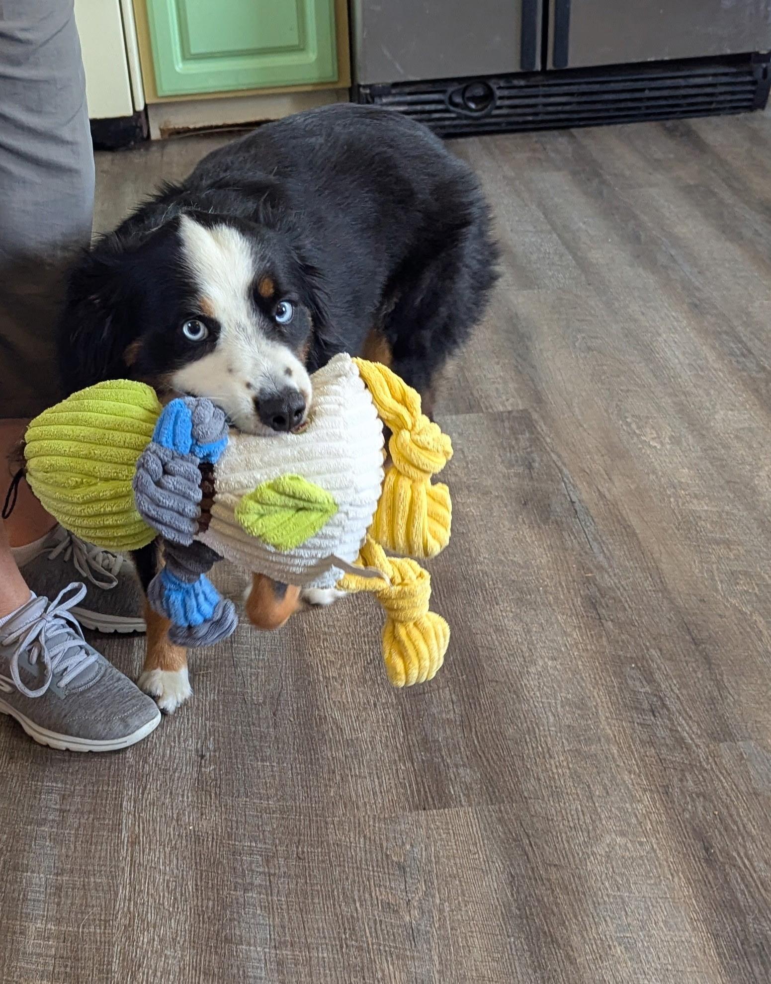 Enlarge Percy, an adopted Australian Shepherd in Cherokee Village, AR image 2/6