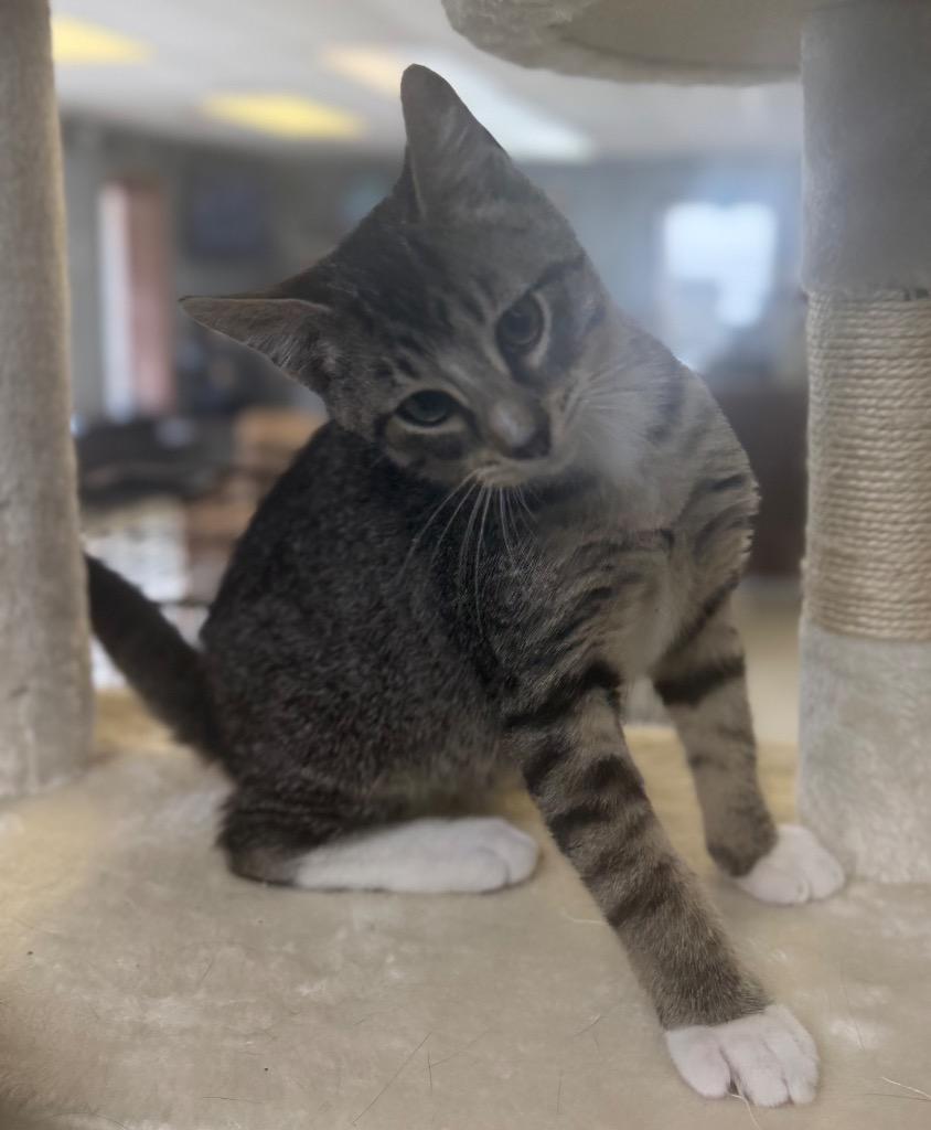 South Dakota, ADOPTABLE, Kitten Male Domestic Short Hair.