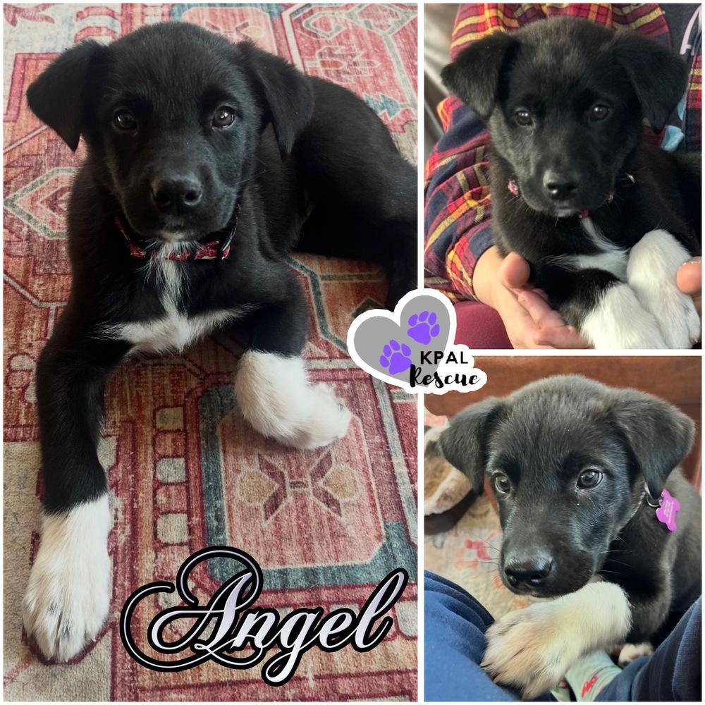Enlarge Angel, a Adopted mixed breed in Kenai, AK image 1/2