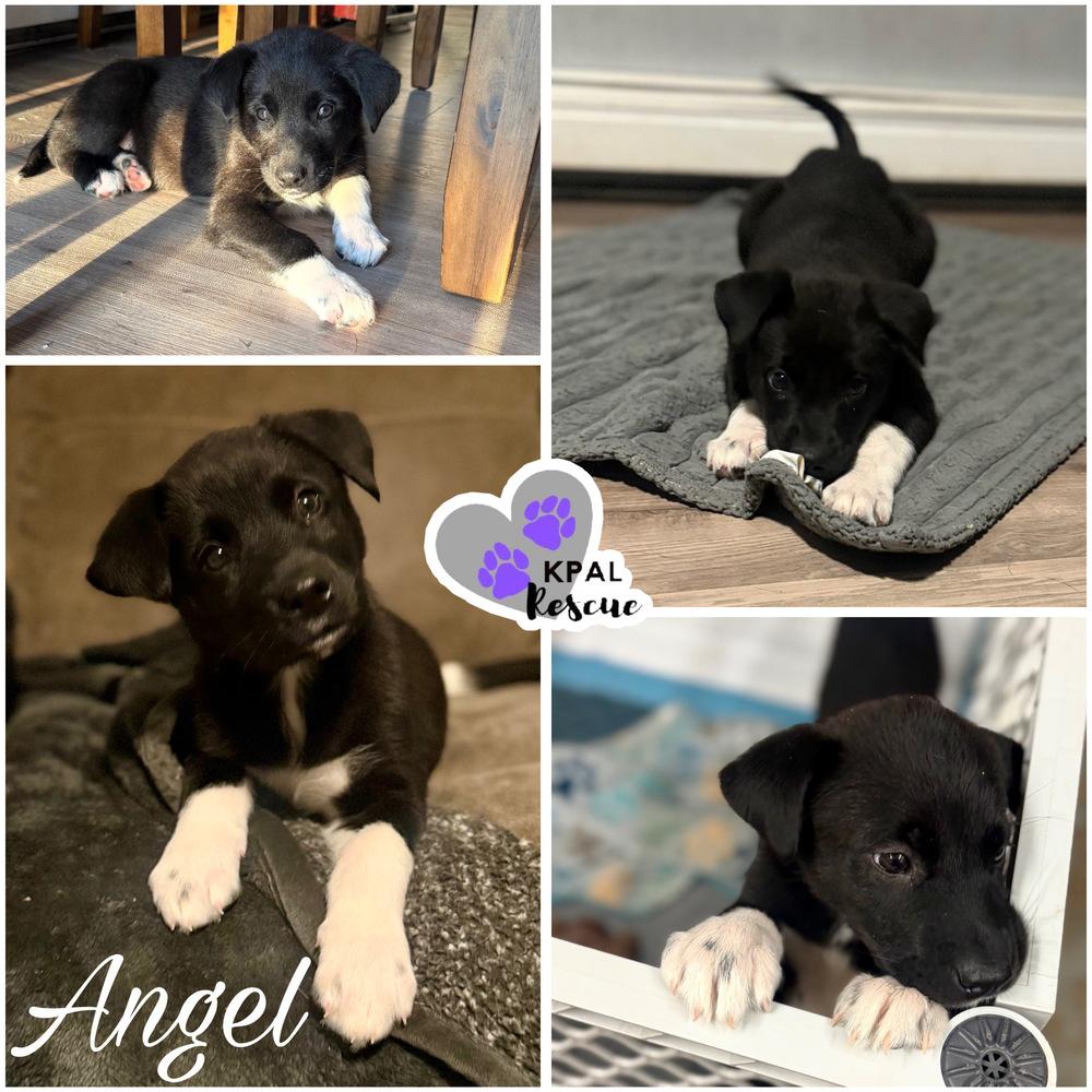 Enlarge Angel, a Adopted mixed breed in Kenai, AK image 2/2