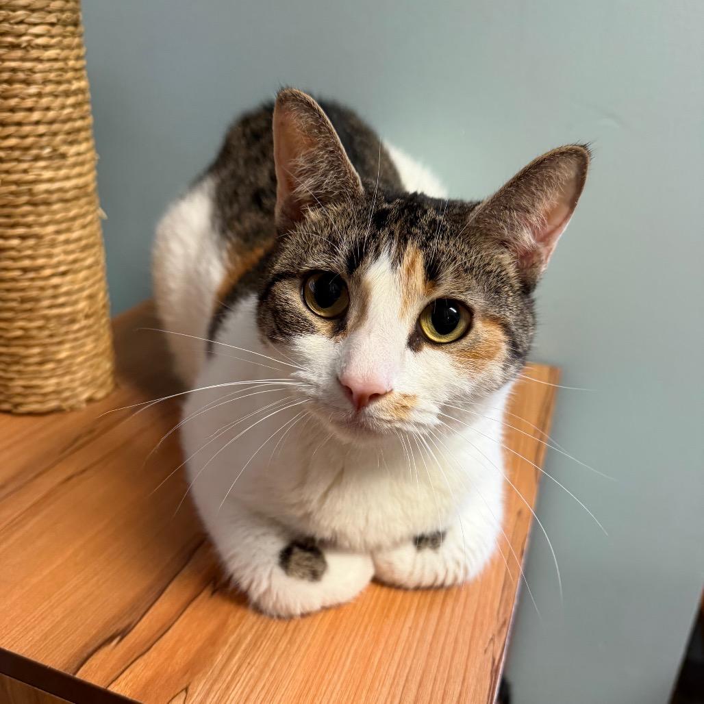 Enlarge Patches, a Adoptable Domestic Short Hair in Middlebury, VT image 1/3
